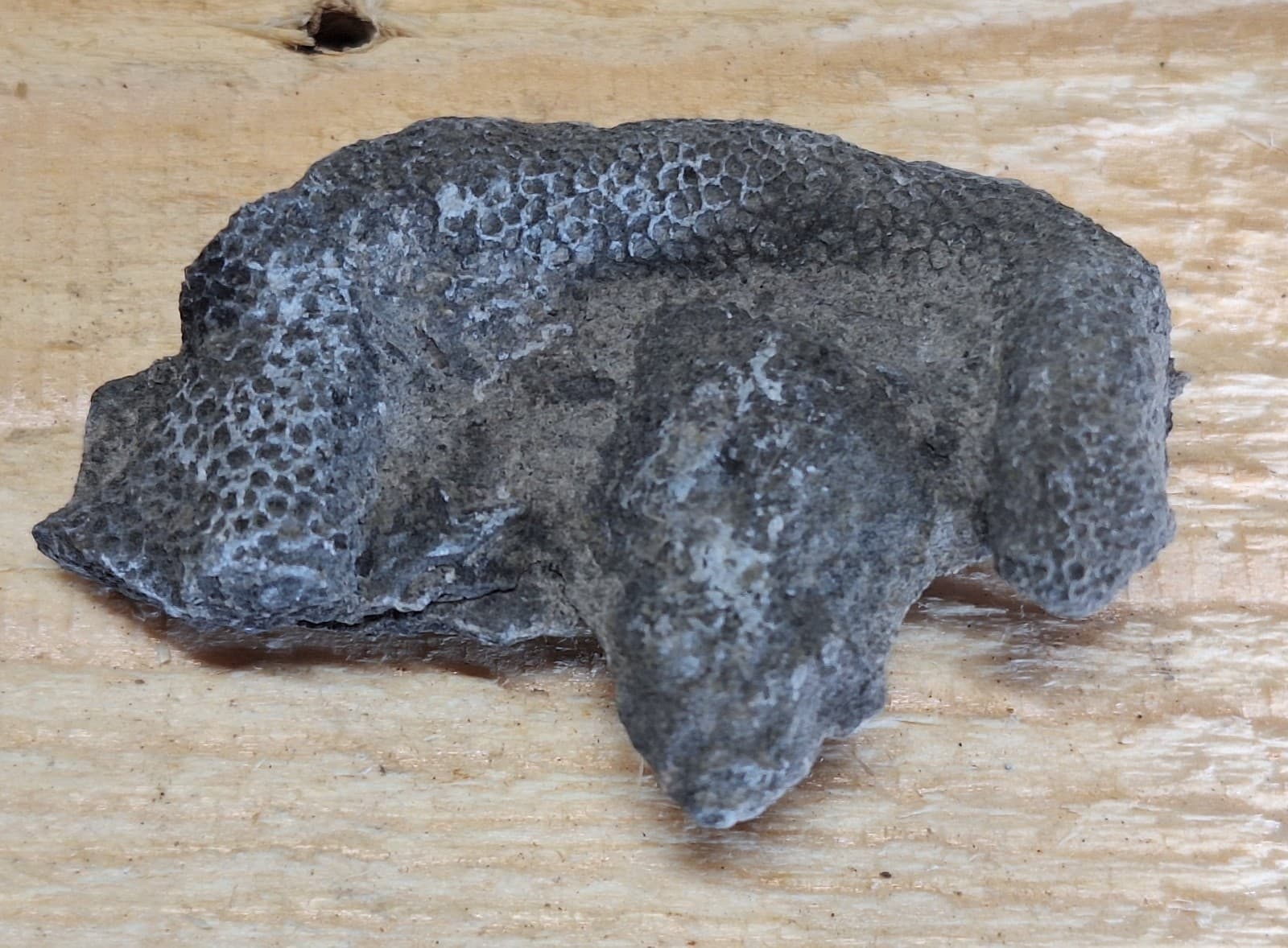 Fossil Favosite Coral In Limestone Devonian Period Michigan 2