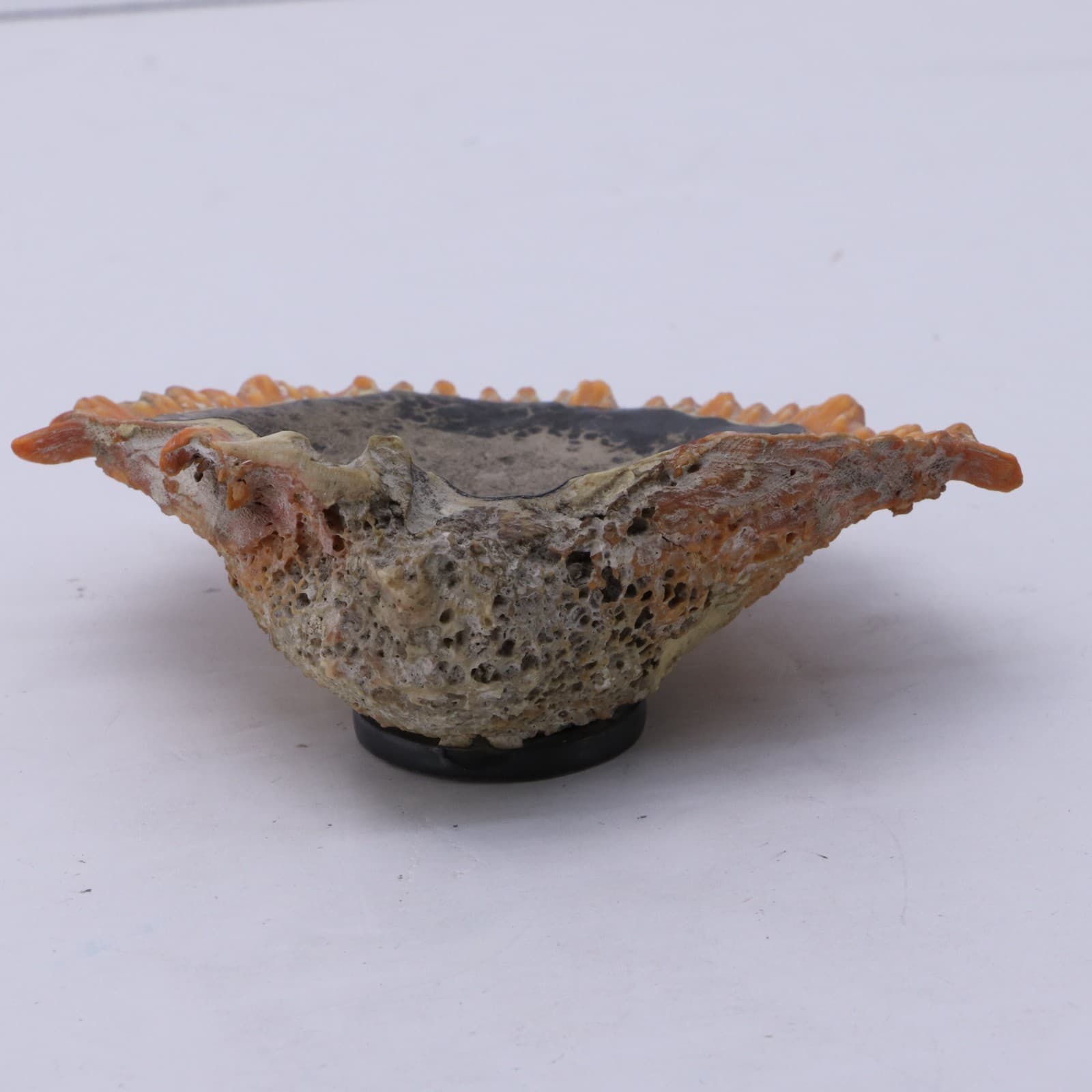 Graziella Laffi 925 Peru Red Spiney Oyster Shell with Sterling Silver Lining 4