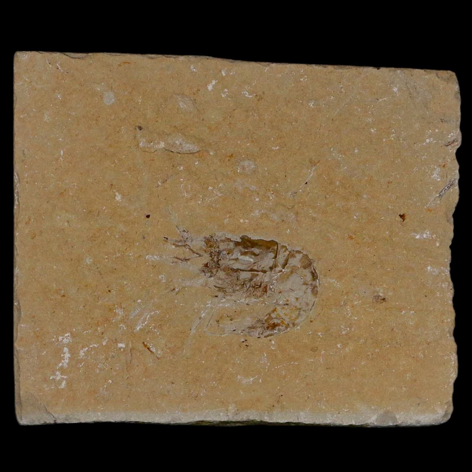 1.6" Fossil Shrimp Carpopenaeus Cretaceous Age 100 Mil Yrs Old Lebanon COA 6