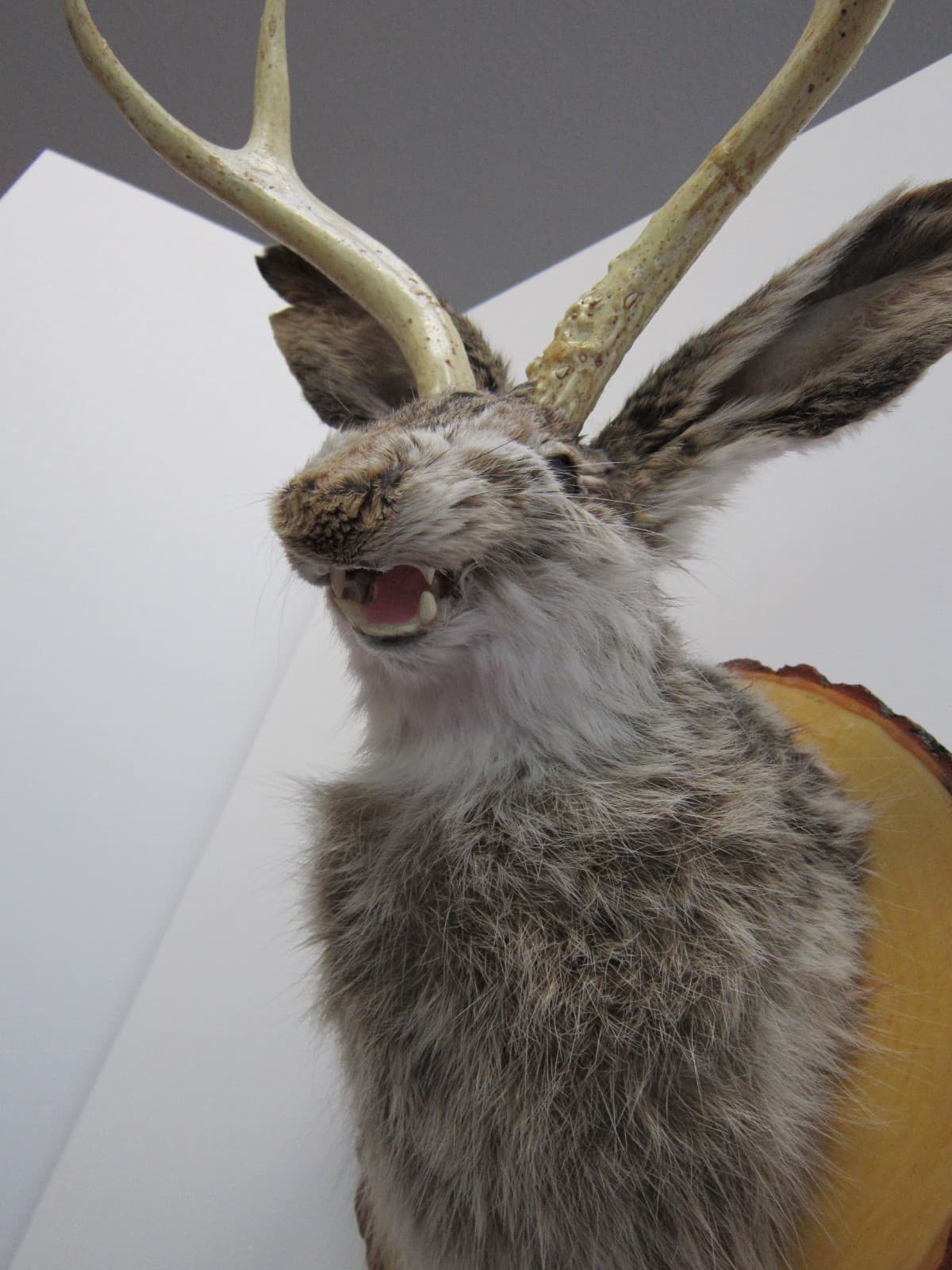 Snarling Fanged Jackalope with Certificate of "Authenticity" 3