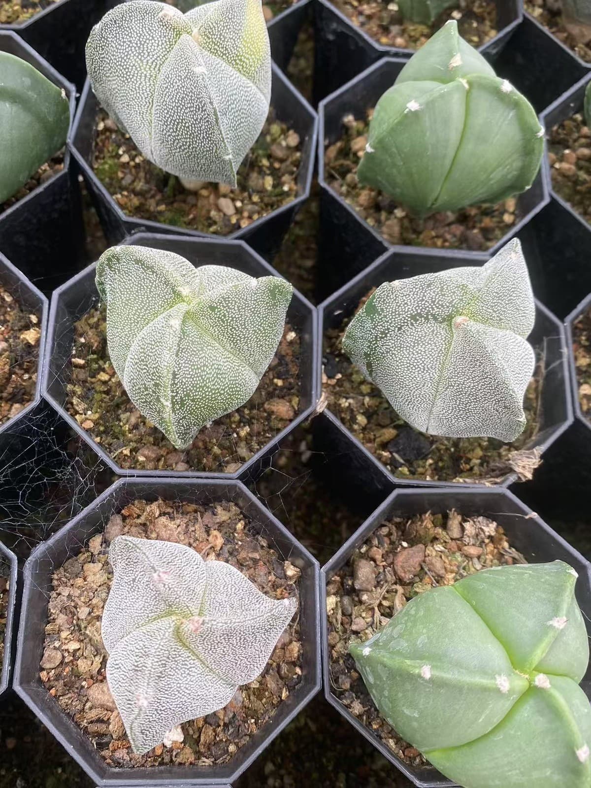 2PCS 3-4cm Cactus Plants Astrophytum Asterias  RareCactus white and green