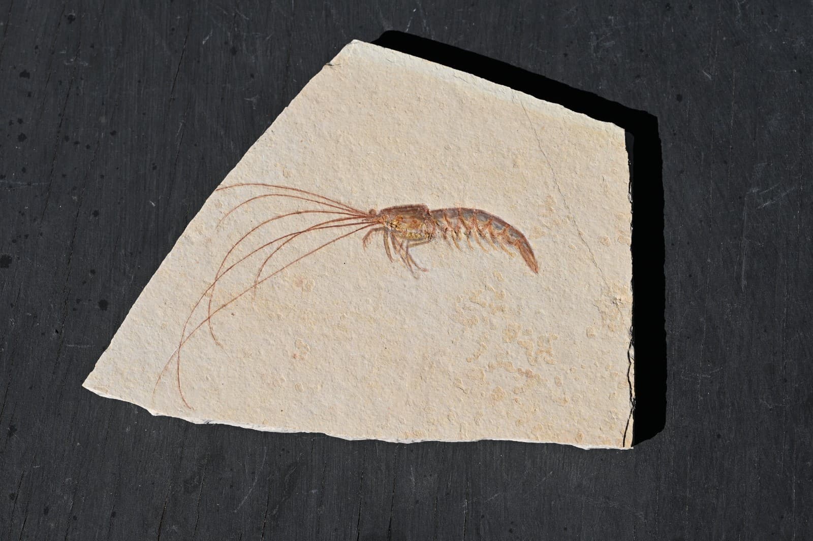Fossil Solnhofen Shrimp- Antrimpos- Great Detail!! 2