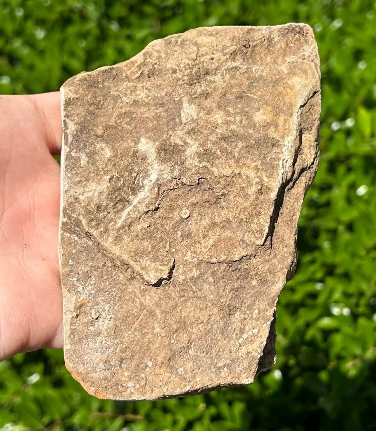 DOUBLE Crinoid Fossils in Matrix Onychocrinus and Phanocrinus Alabama Bangor Fm 4