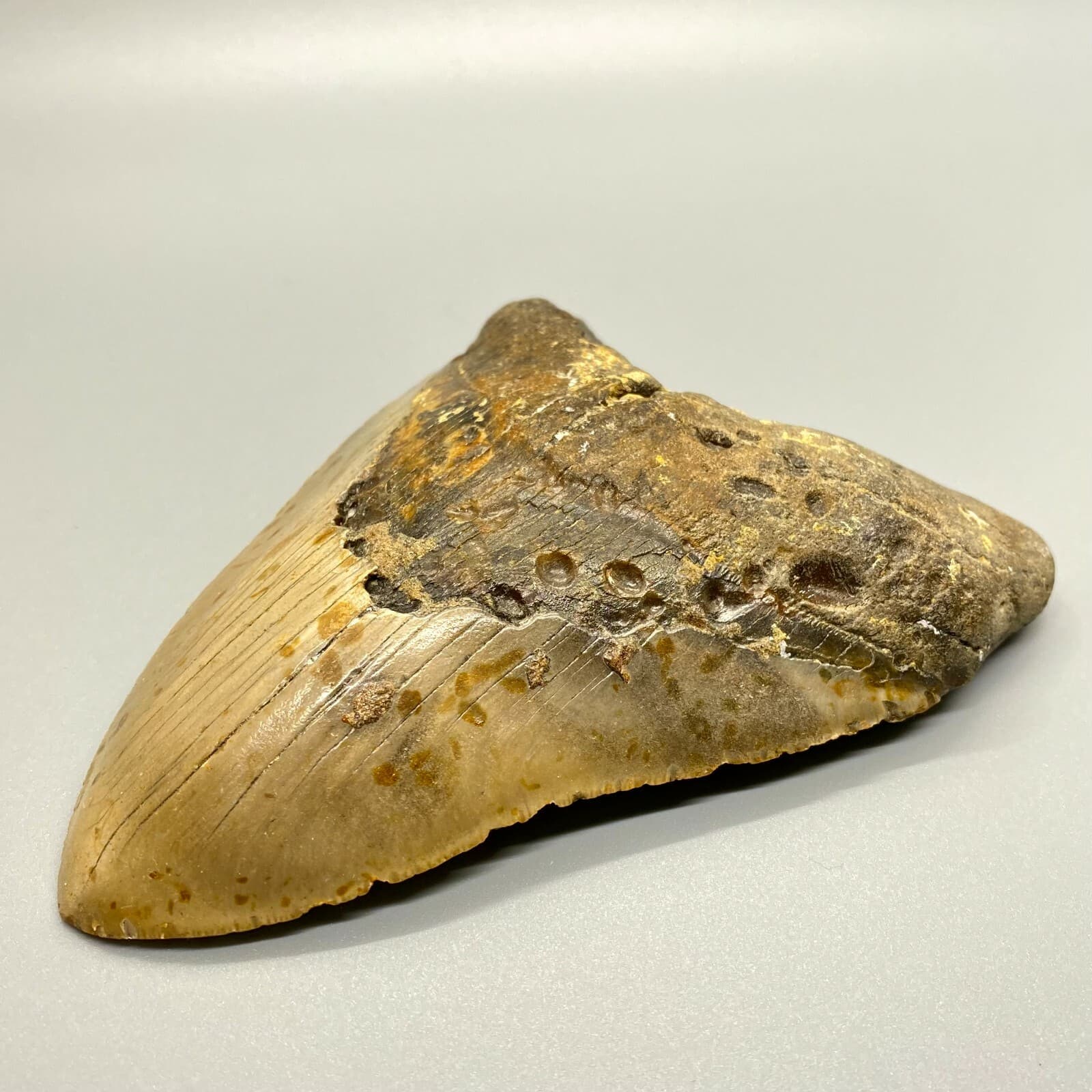 Large and Heavy 5.42" Fossil MEGALODON Shark Tooth - NC, USA 3