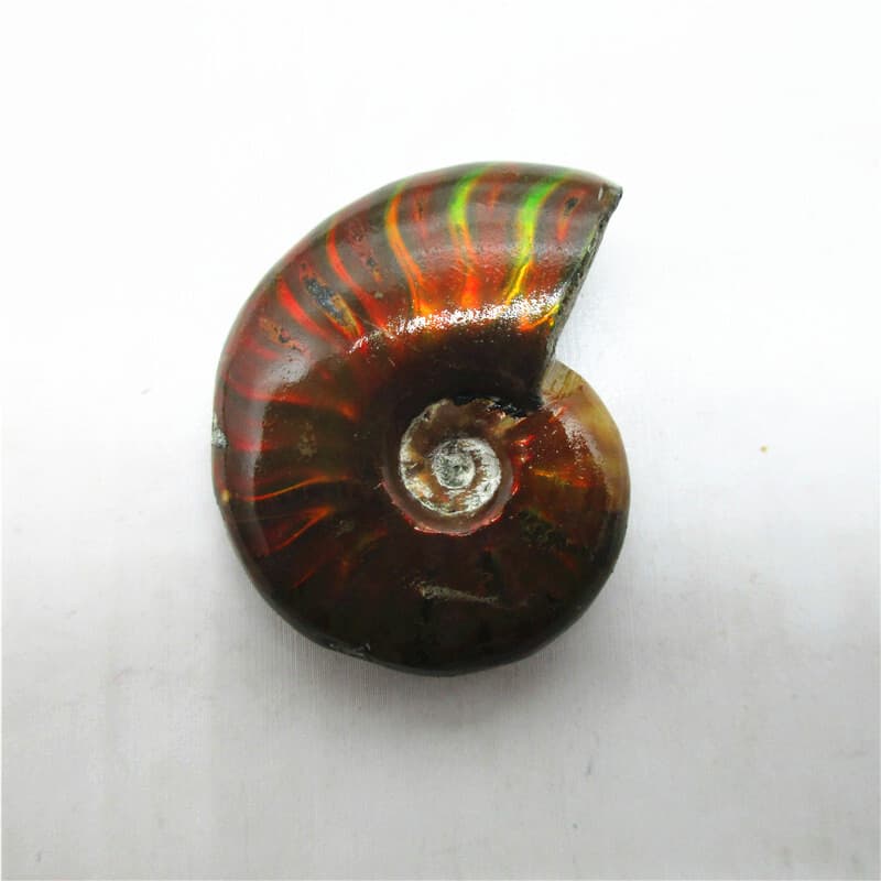 5X Natural Crystal Iridescent Ammonite Ammolite Facet Specimen Snail Fossil 5