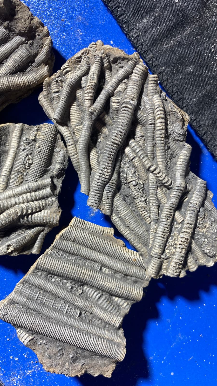 6pc Natural Devonian prehistoric Jurassic biota crinoids Fossils 3