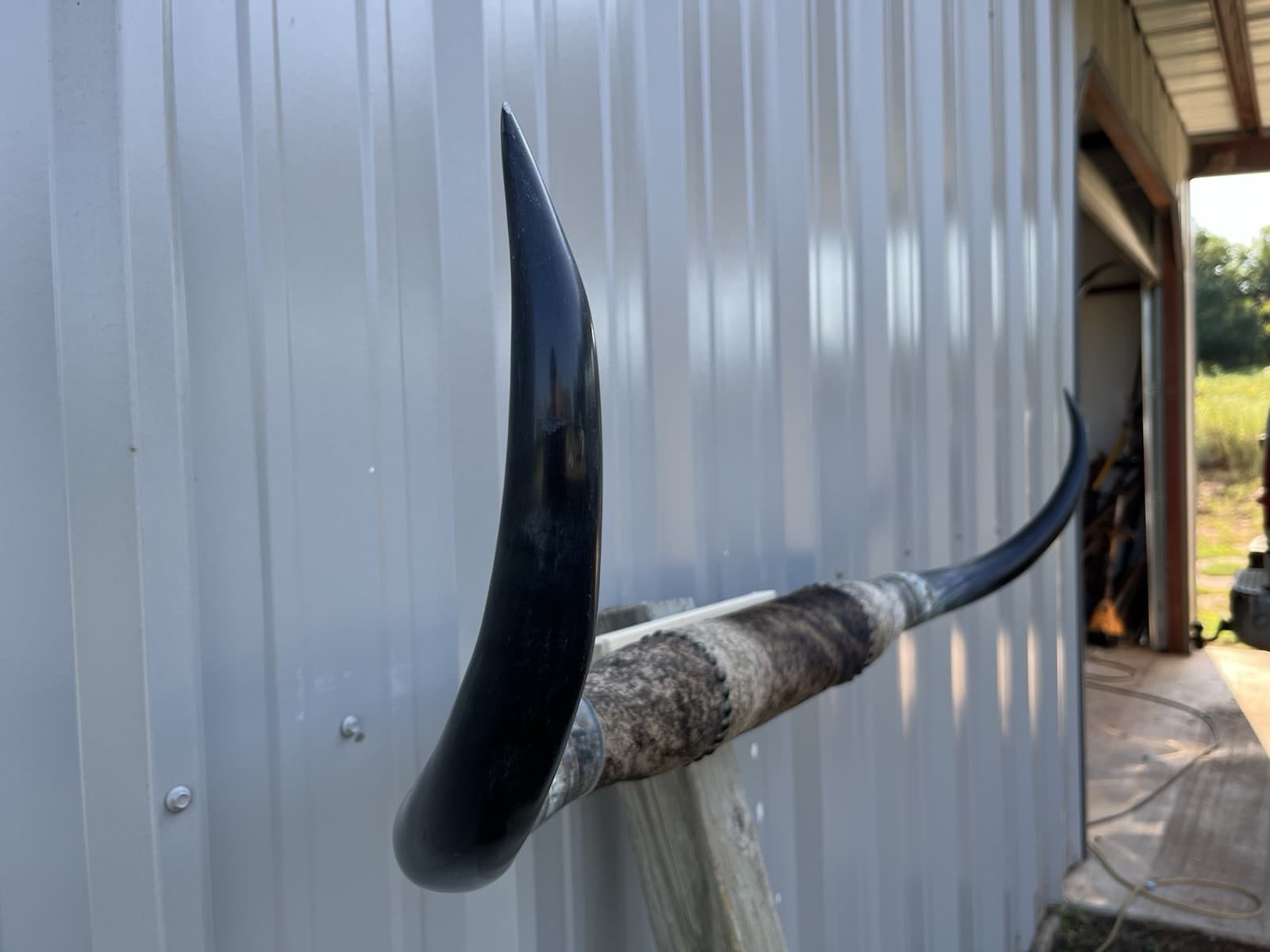 MOUNTED STEER HORNS 4 FEET WIDE LONGHORN POLISHED MOUNT BULL COW 3