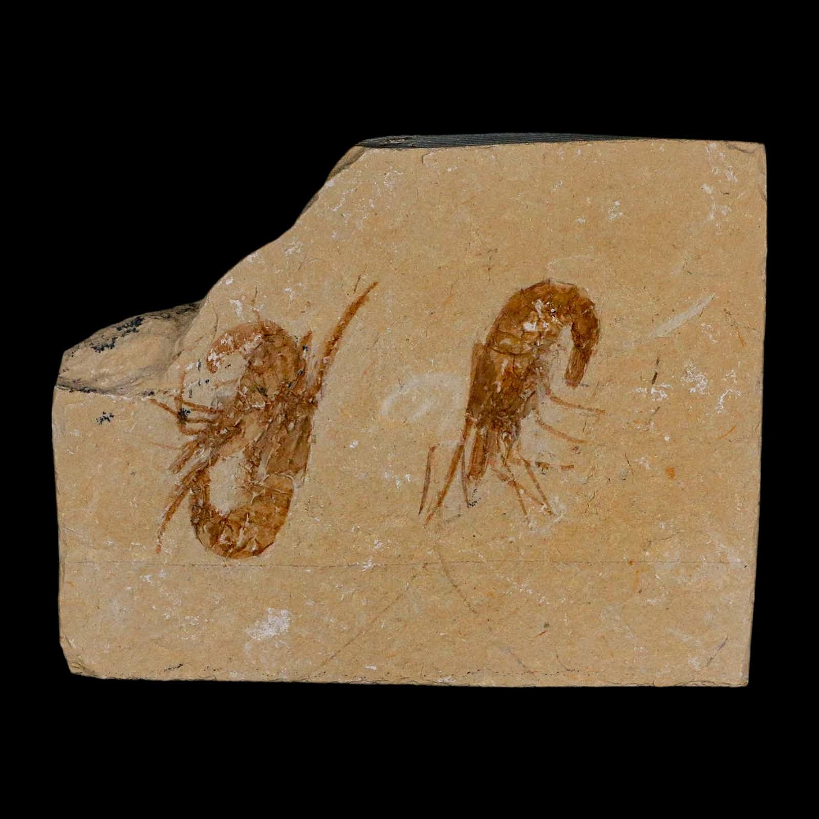 2 Two Fossil Shrimp Carpopenaeus Cretaceous Age 100 Mil Yrs Old Lebanon COA 2