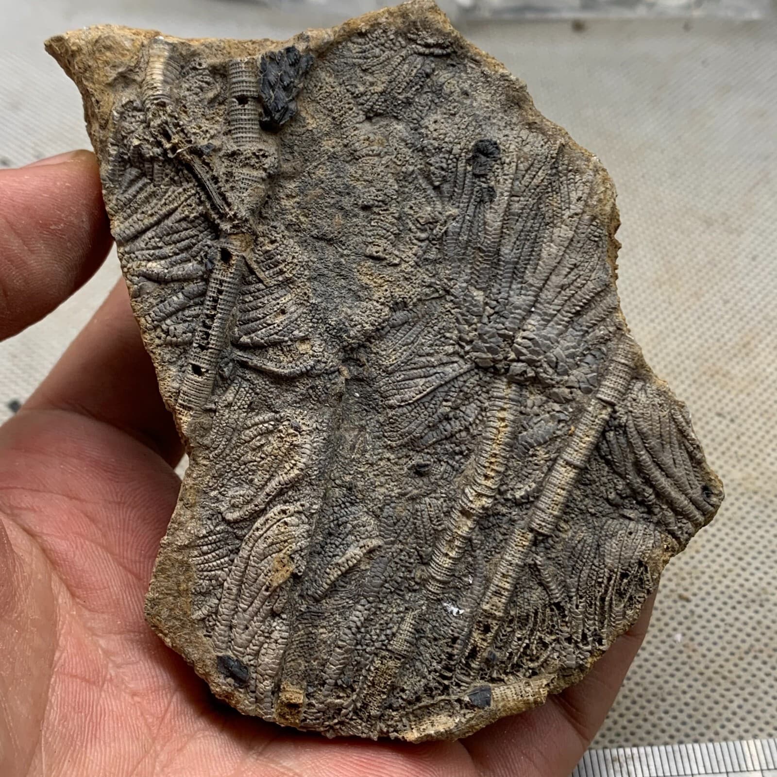 120 grams of fossils of crinoid from the Guanling Biota in Guizhou