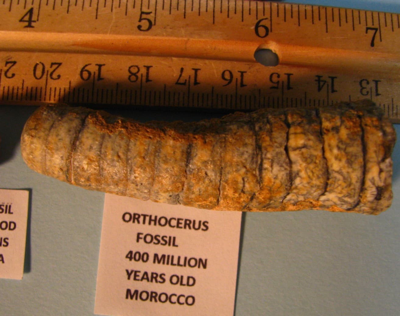 7 FOSSILS OTODUS OBLQUUS GREAT WHITE SEA URCHIN ORTHOCERUS AMMONITE GASTROPO#143 4