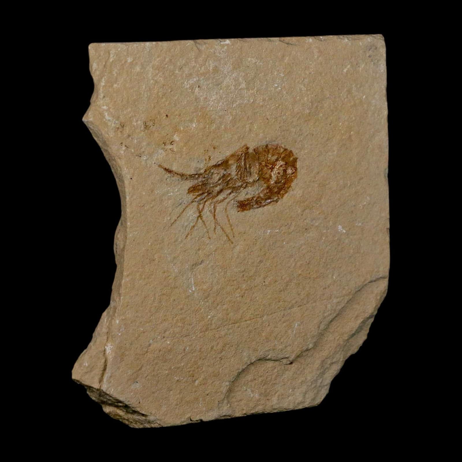 1.5" Fossil Shrimp Carpopenaeus Cretaceous Age 100 Mil Yrs Old Lebanon COA 4