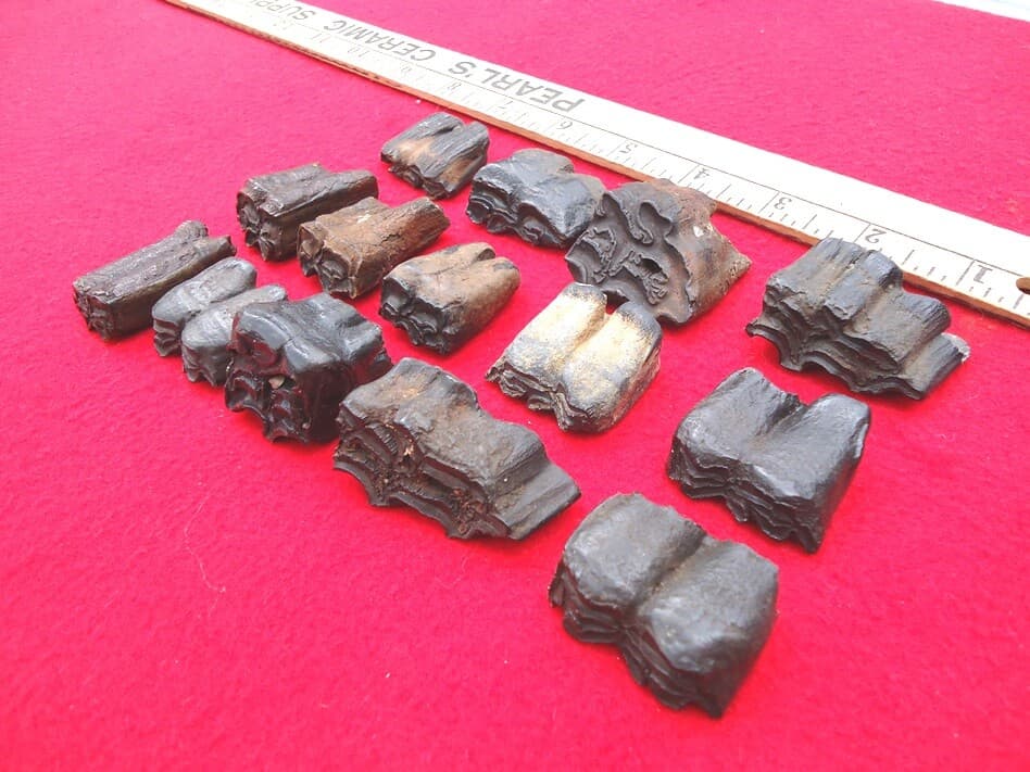 *BULK PRICE* HORSE TEETH FLORIDA FOSSILS FOSSIL TOOTH JAW BONES EQUUS ICE AGE FL 2