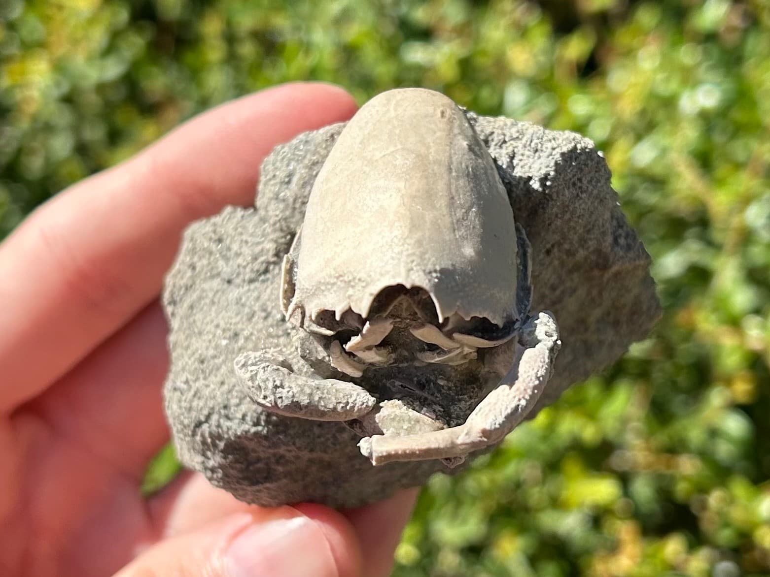 Florida Fossil Crab in Matrix Ranilia muriceta Pliocene Age Crustacean Rare