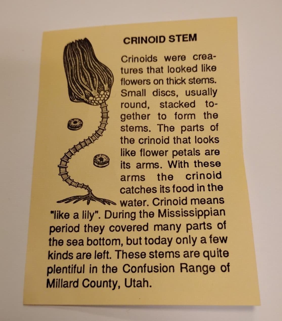 Fossil Crinoid Stem With Information Sheet 4