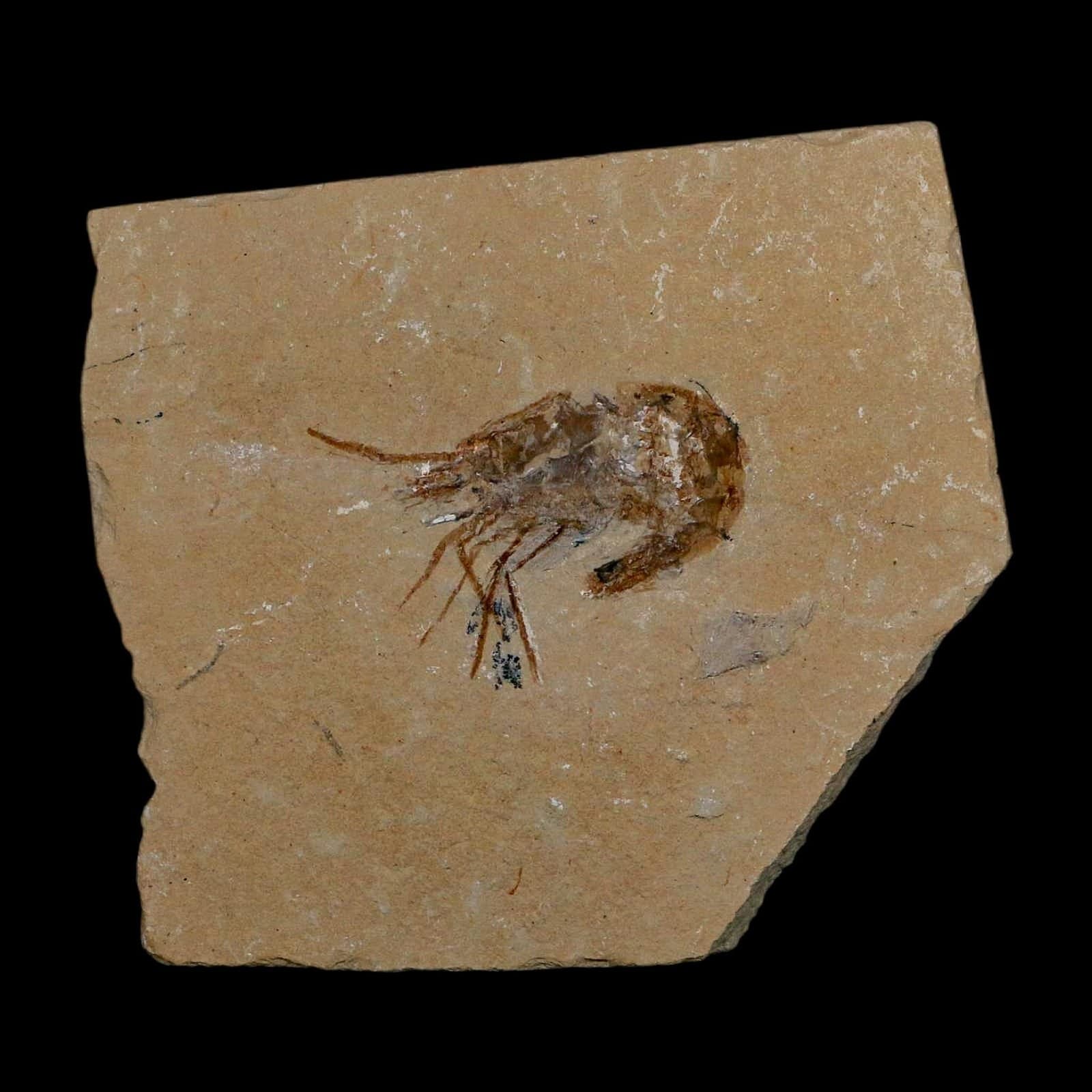 1.7" Fossil Shrimp Carpopenaeus Cretaceous Age 100 Mil Yrs Old Lebanon COA 2