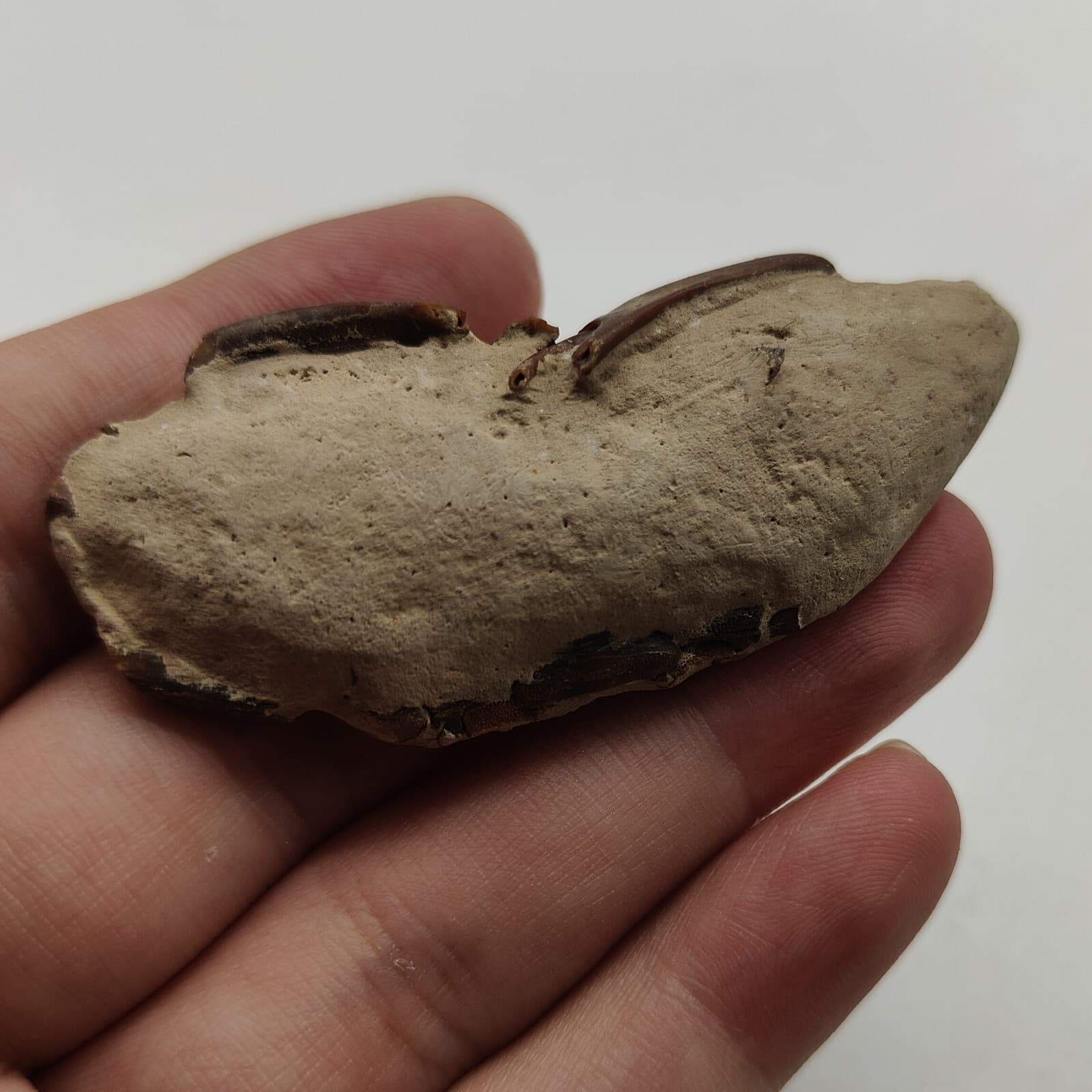 Jurassic Natural Crab animals Fossils Dinosaur Age 3