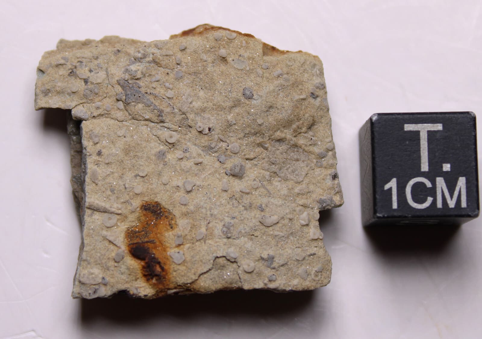 Missouri Cambrian Echinoderm Fossils Davis Formation Late Cambrian 2