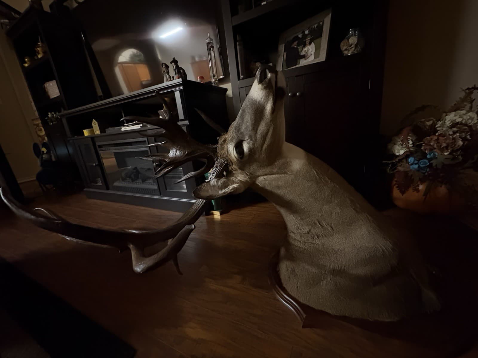 200 Plus Inch Whitetail Deer Shoulder Mount 4