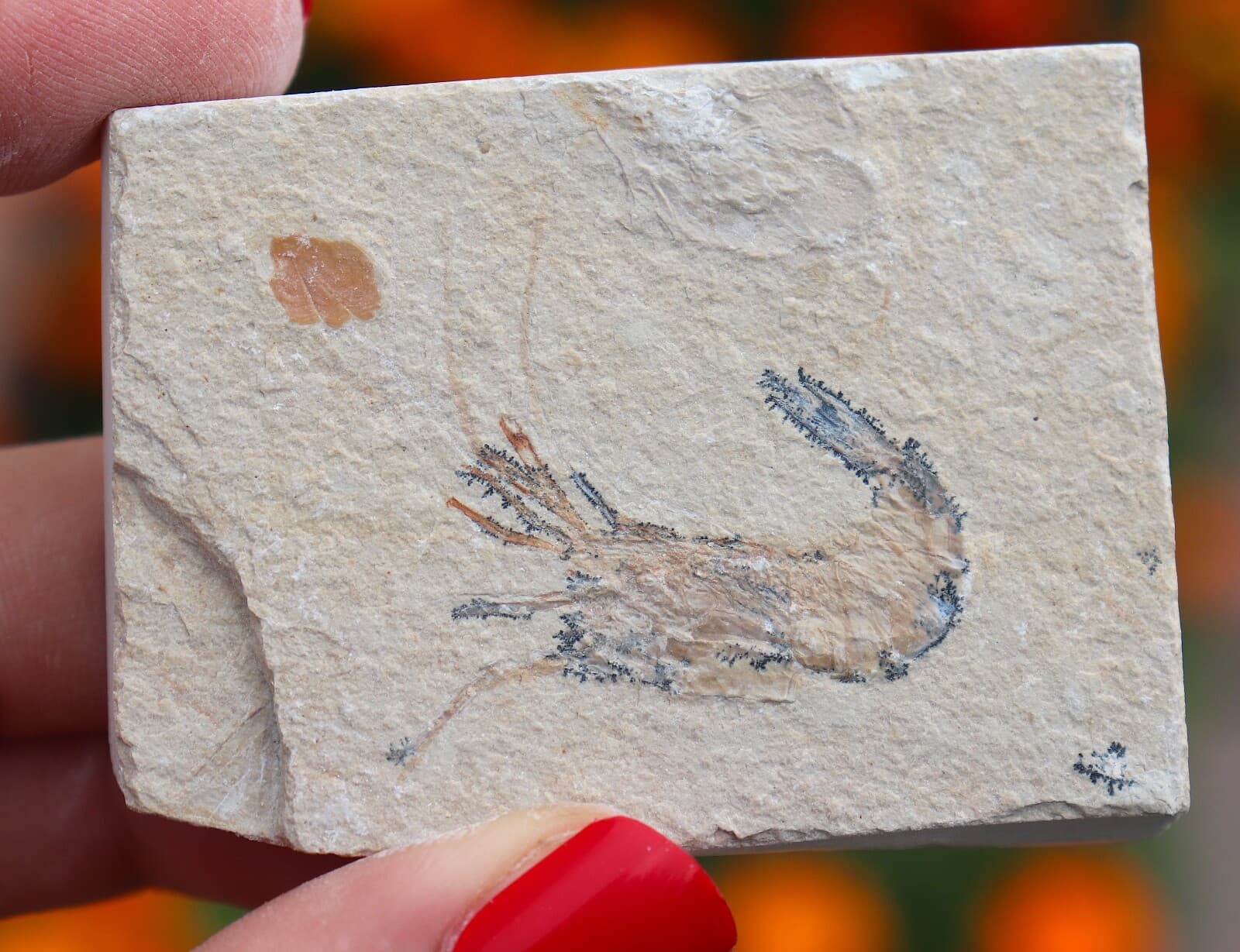 Fossil Shrimp From Solnhofen Germany - 150 MILLION YRS OLD  JURASSIC 6.0 Cm's 5