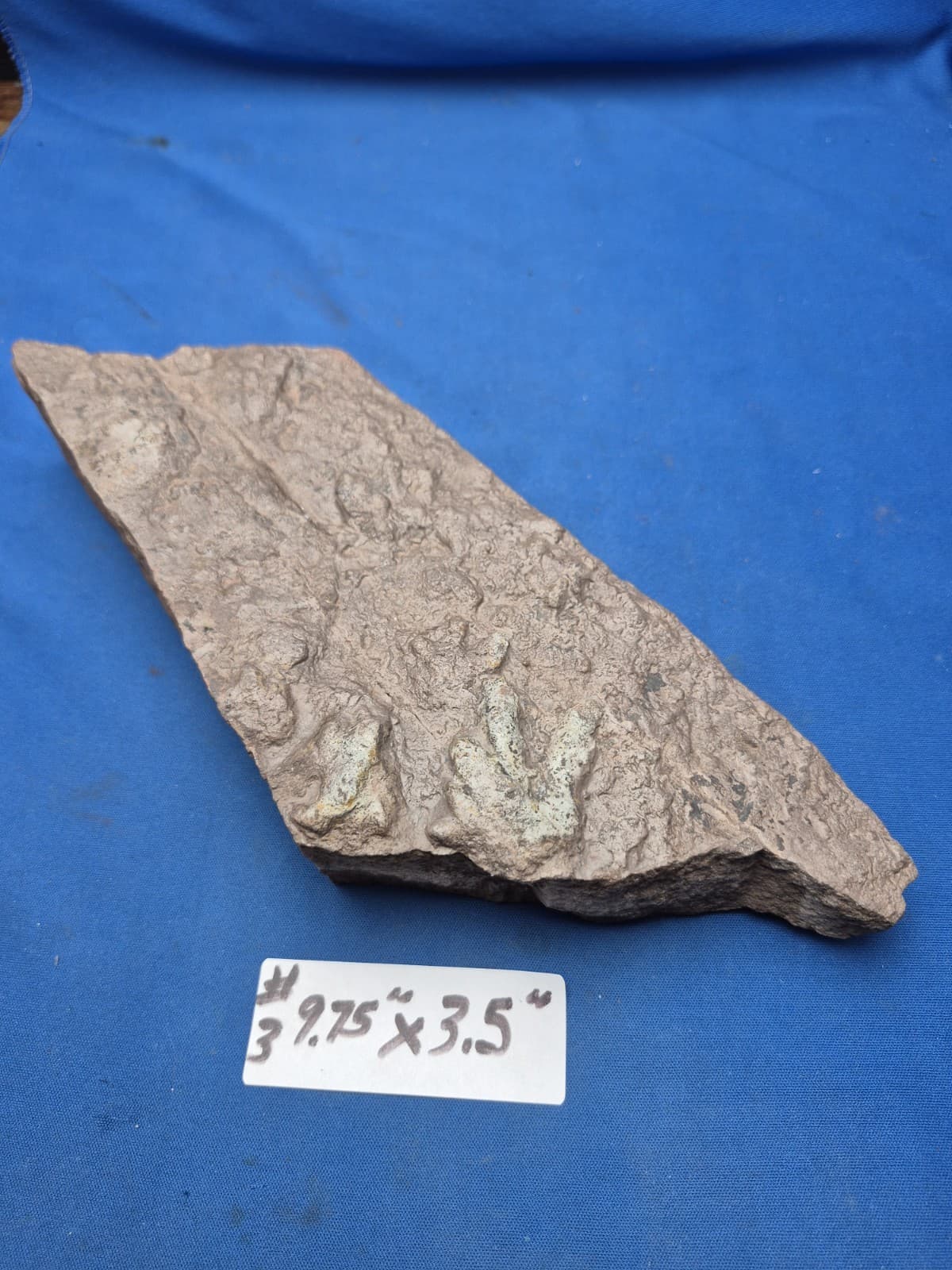 RARE Sponge-like Animal Fossils