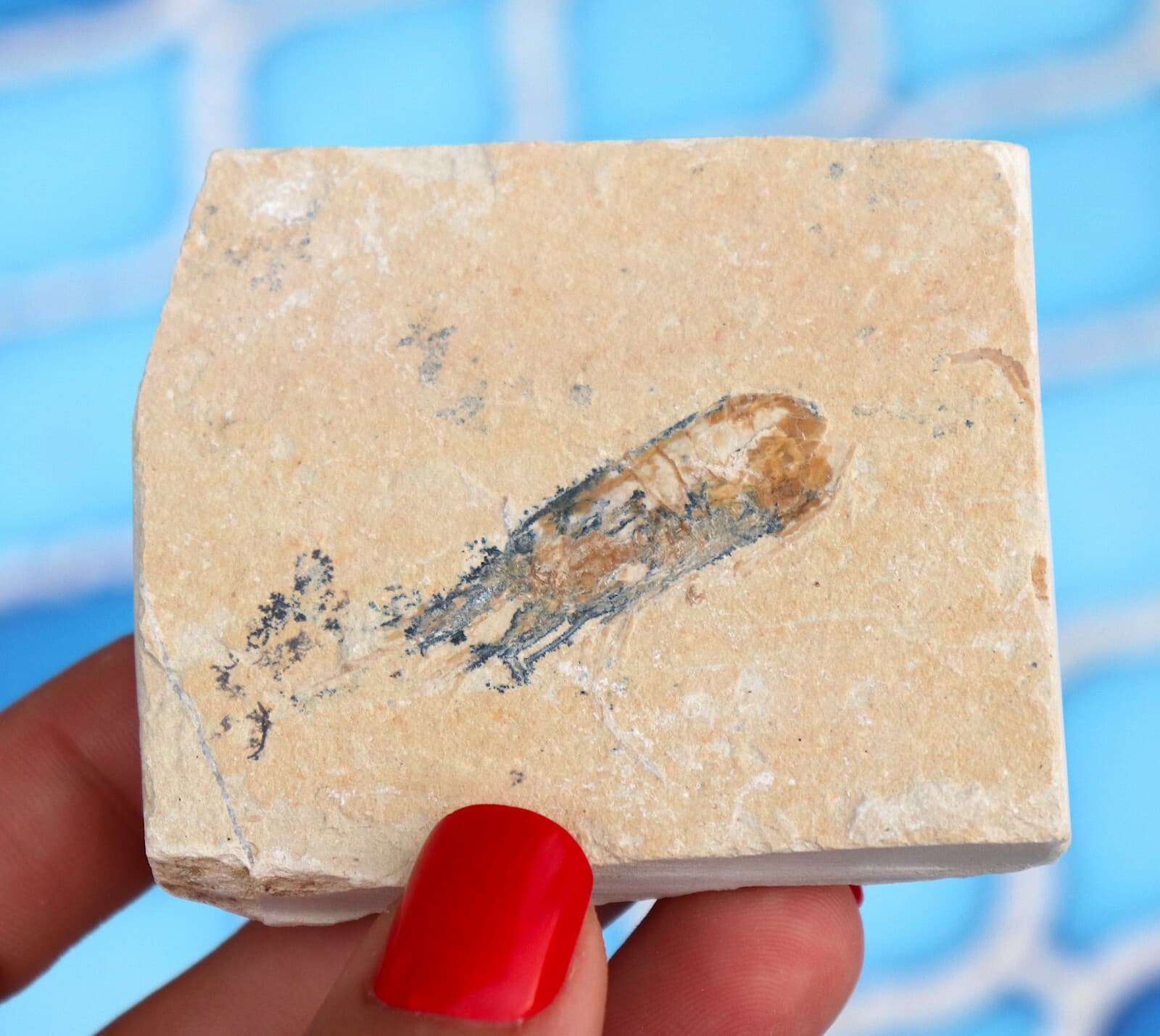 Fossil Shrimp From Solnhofen Germany  150 MILLION YRS OLD 6.4 Cm's JURASSIC 4