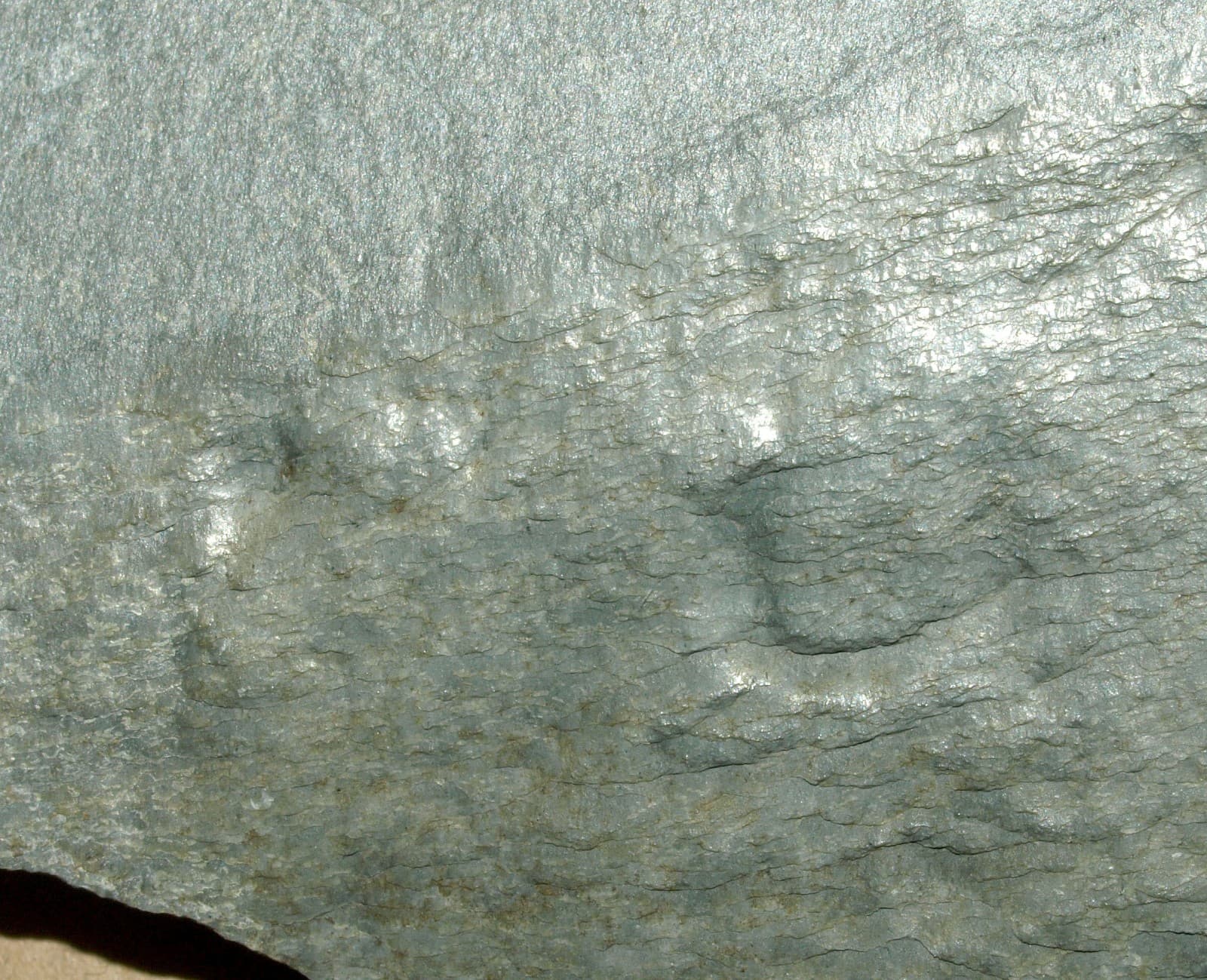 Ediacarian age fossils, Arctic Norway -SLAB with Aspidella sp. 2