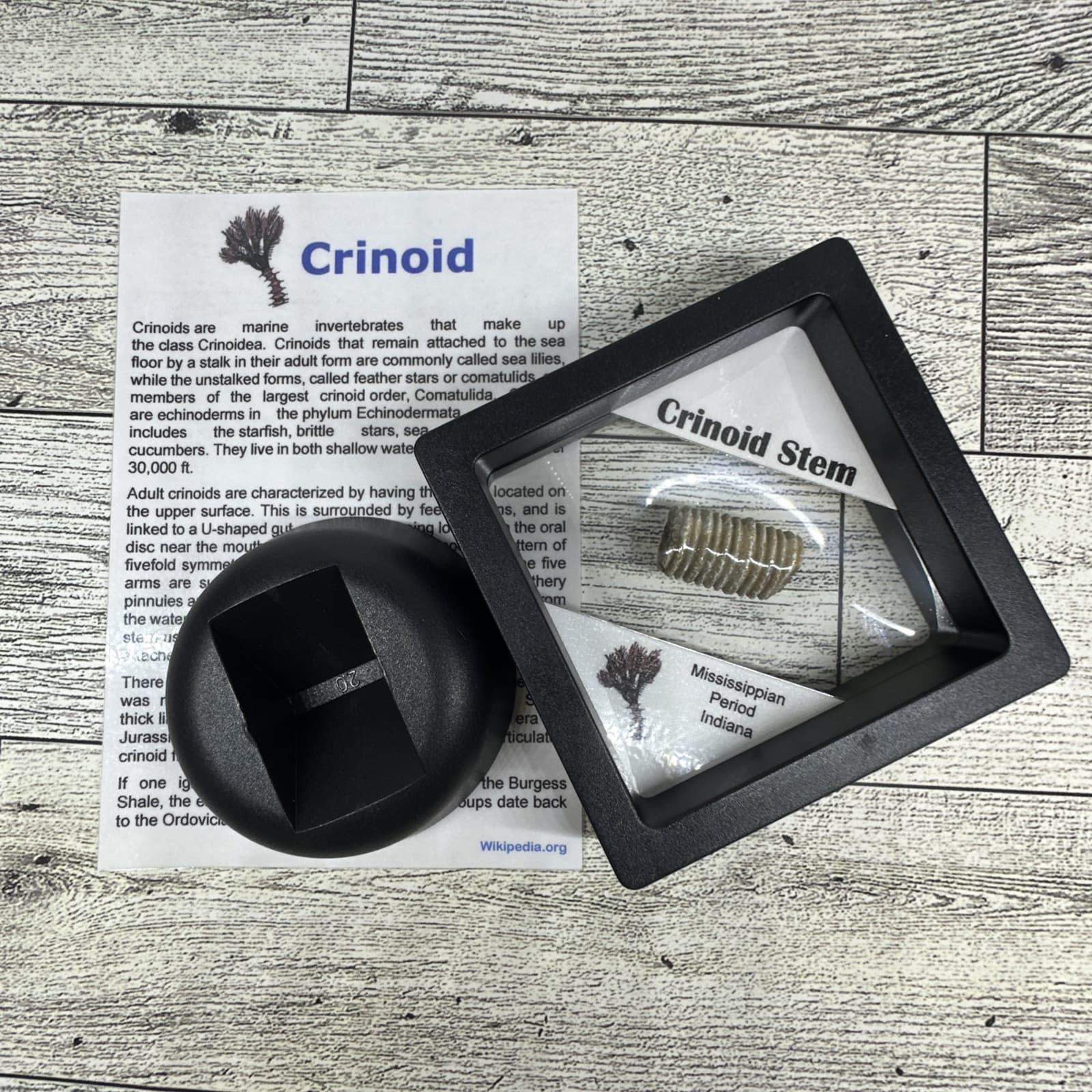 Crinoid Stem Fossil from Indiana in Display Case 3