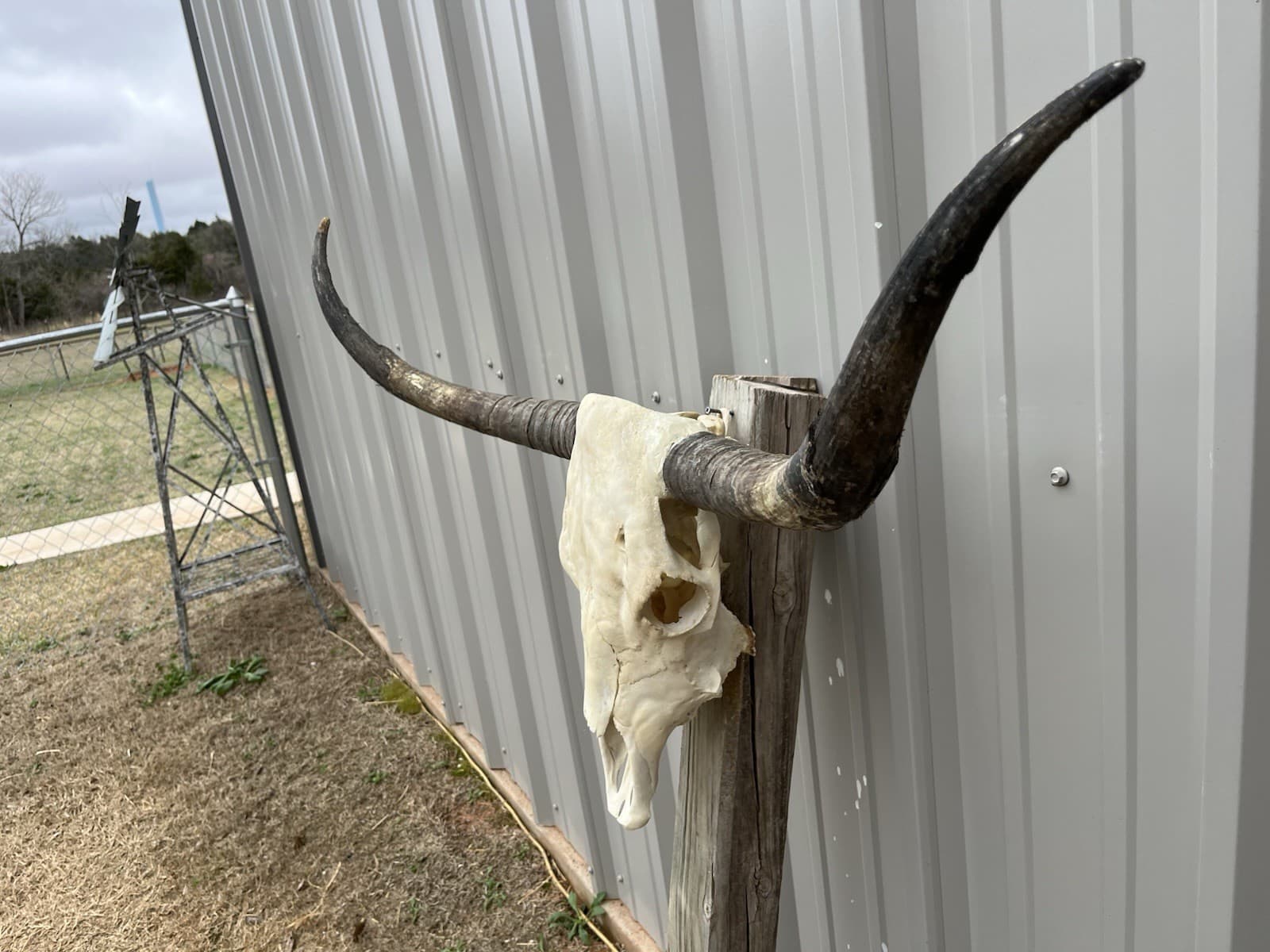 LONGHORN STEER SKULL 3 FEET 7” WIDE UNPOLISHED BULL HORN MOUNTED COW HEAD 2