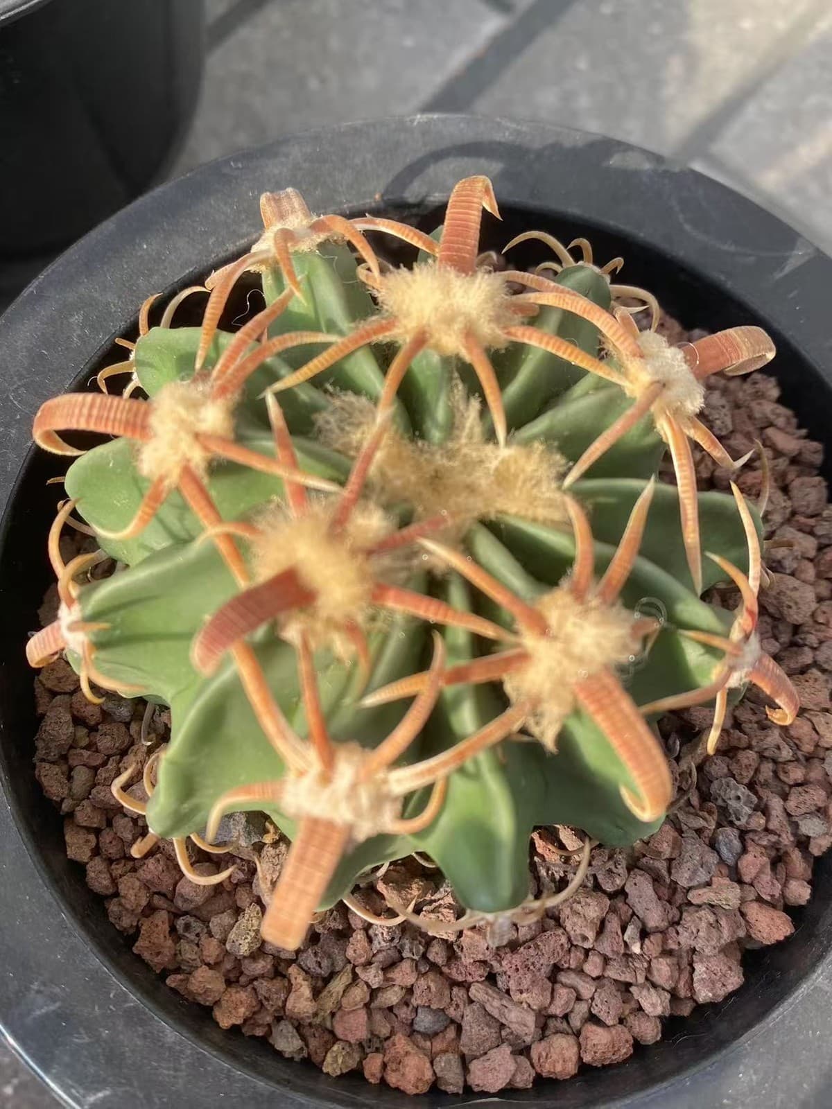 6-7CM RareSucculent Plant Echinocactus texensis SeedGrowth Cactus