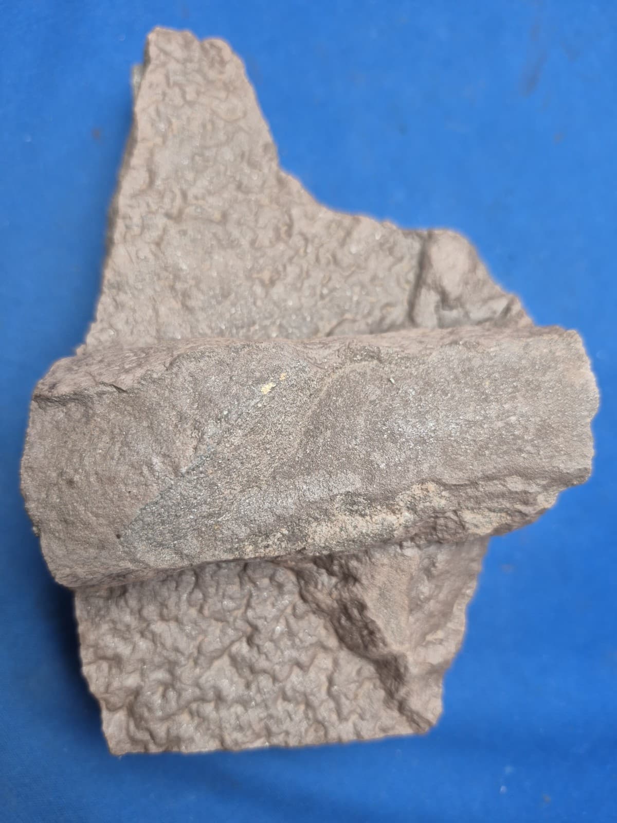 RARE Sponge-like Animal Fossils 3