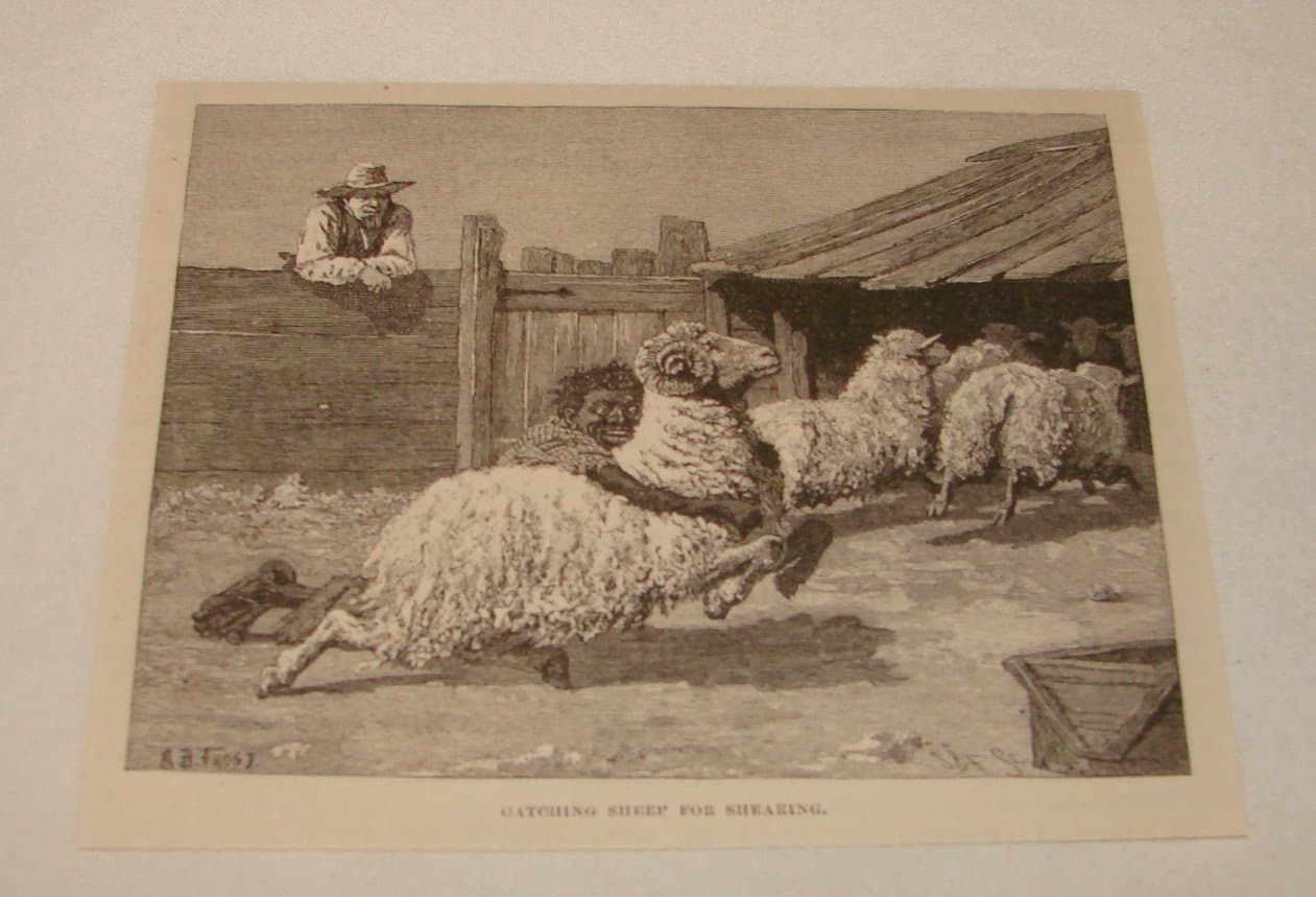 1879 small magazine engraving ~ AFRICAN AMERICAN CATCHING SHEEP