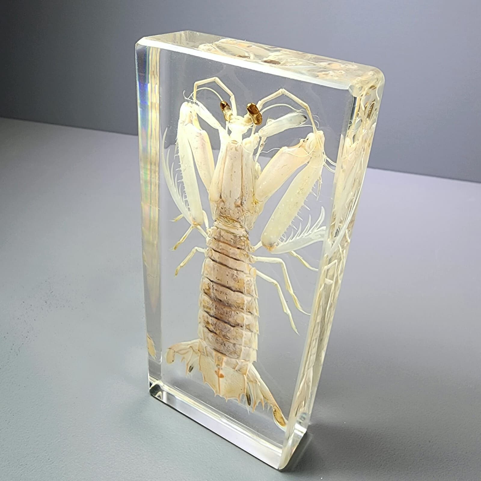 Large Mantis Shrimp in Resin, Oratosquilla Oratoria, Oddities, Curiosities 3