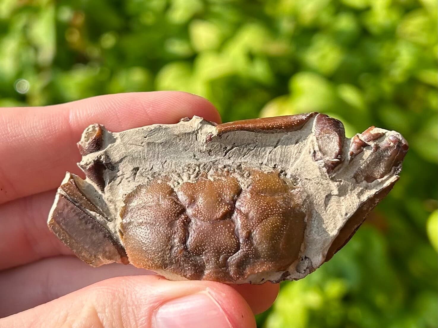 China Fossil Crab Rare Cenozoic Age Crustacean Chinese Fossils 2