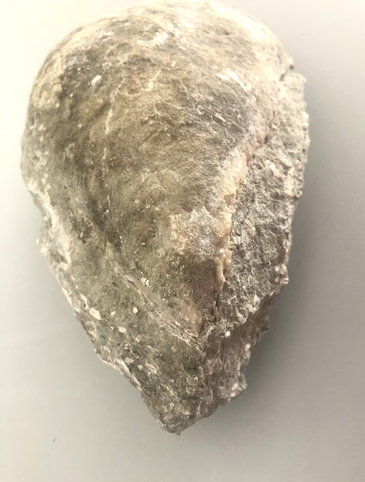 Fossil Mussel Shell from Dajti Mountain, Tirane, Albania. 4
