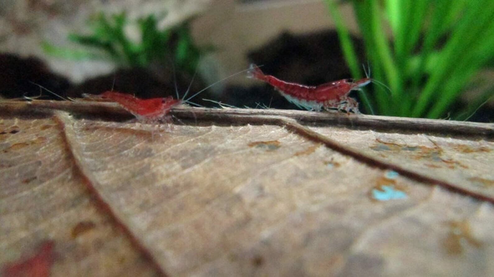 Large Indian almond leaves 7inch-10inch Catappa, Ketapang for shrimp Beta Fish 3