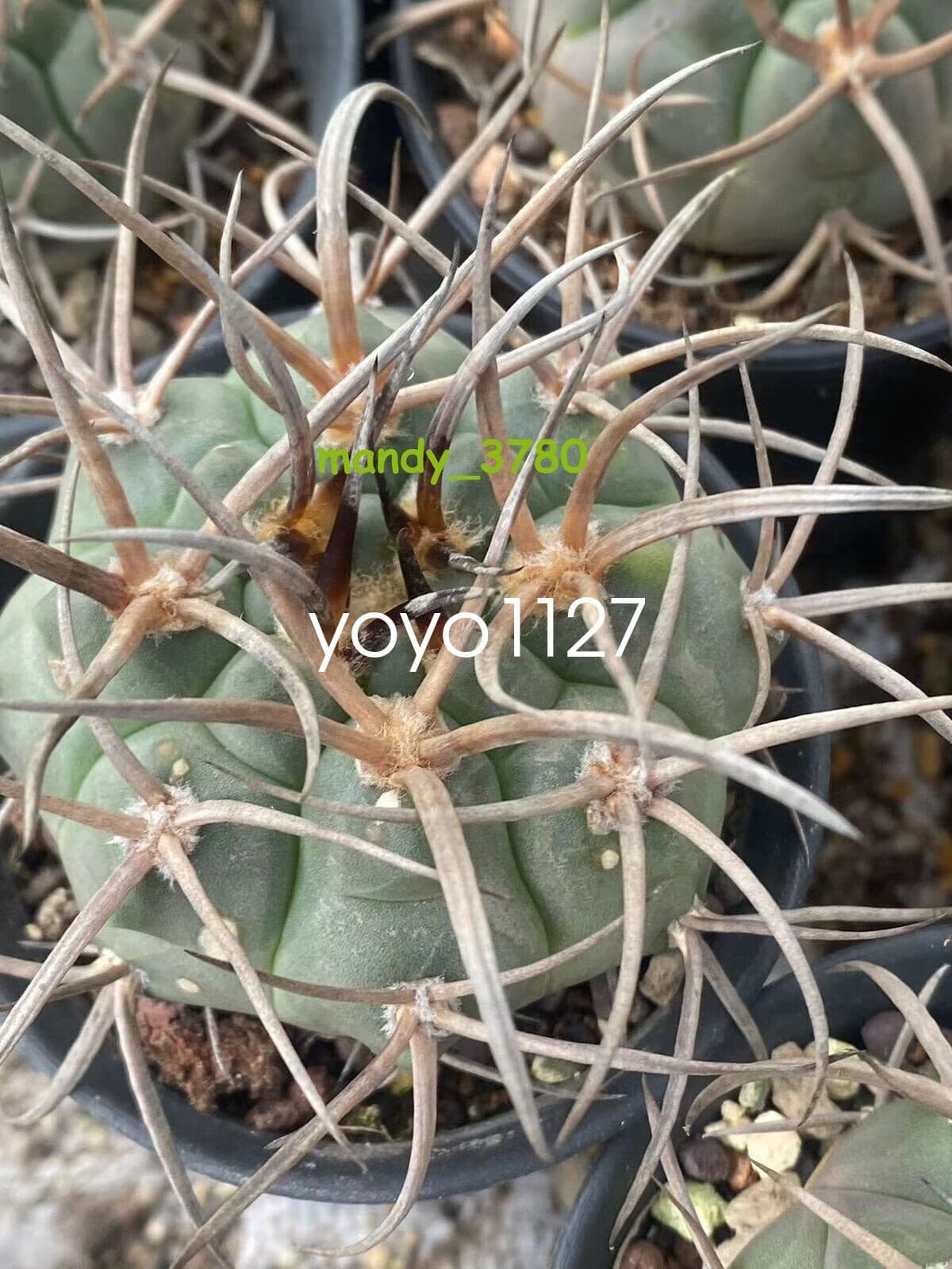 RareSucculent Plant Gymnocalycium hossei Boutique seedgrowth 4