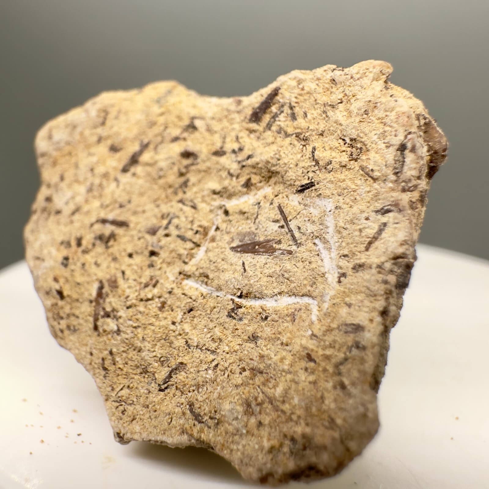 Uncommonly Offered Small Fossil EXTINCT BRAMBLE SHARK Tooth-Cretaceous,Australia 4