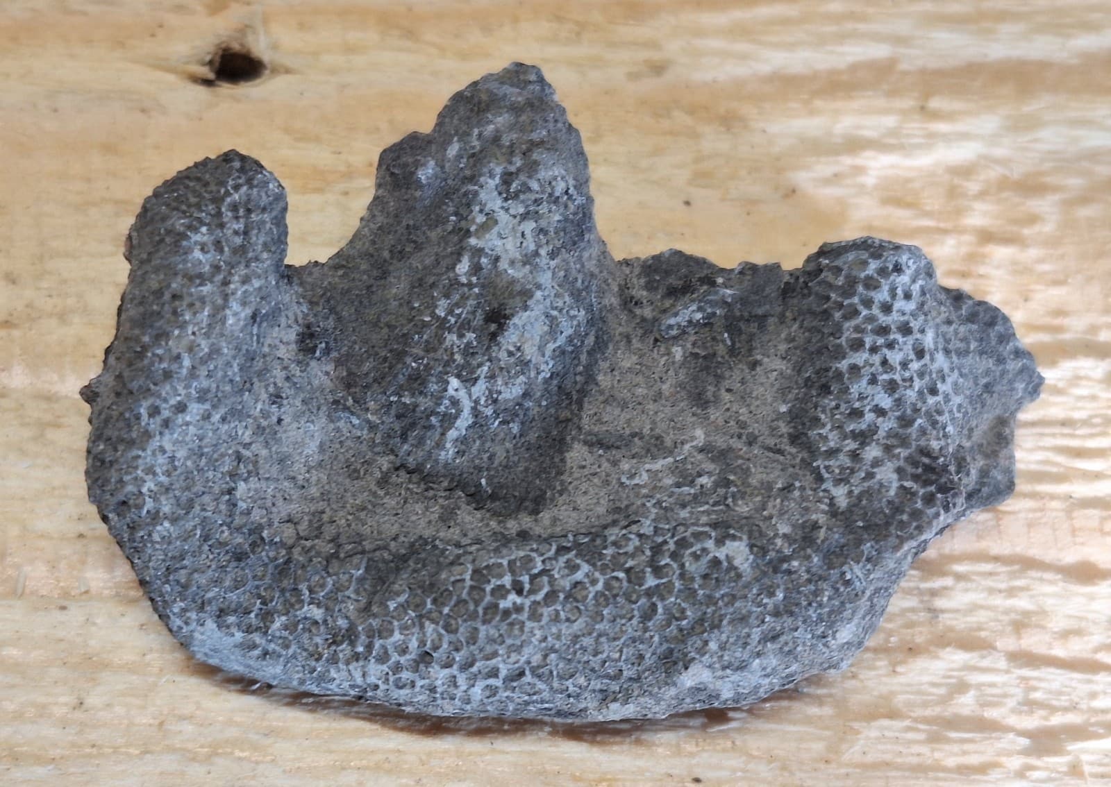 Fossil Favosite Coral In Limestone Devonian Period Michigan 3