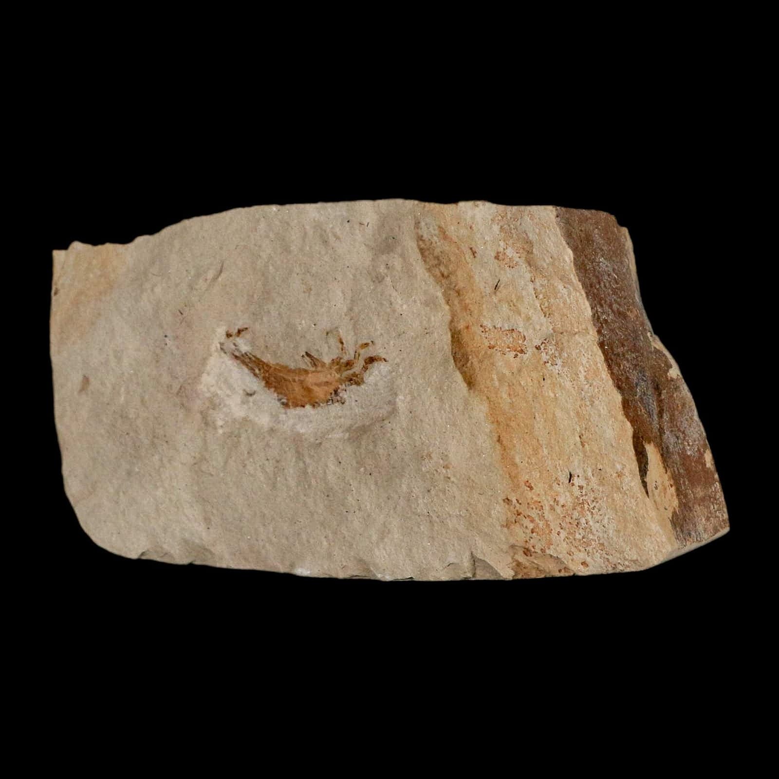 0.9" Fossil Crab Pinnixa Galliheri Pea Crab Monterey Cty San Luis Obispo Miocene 6