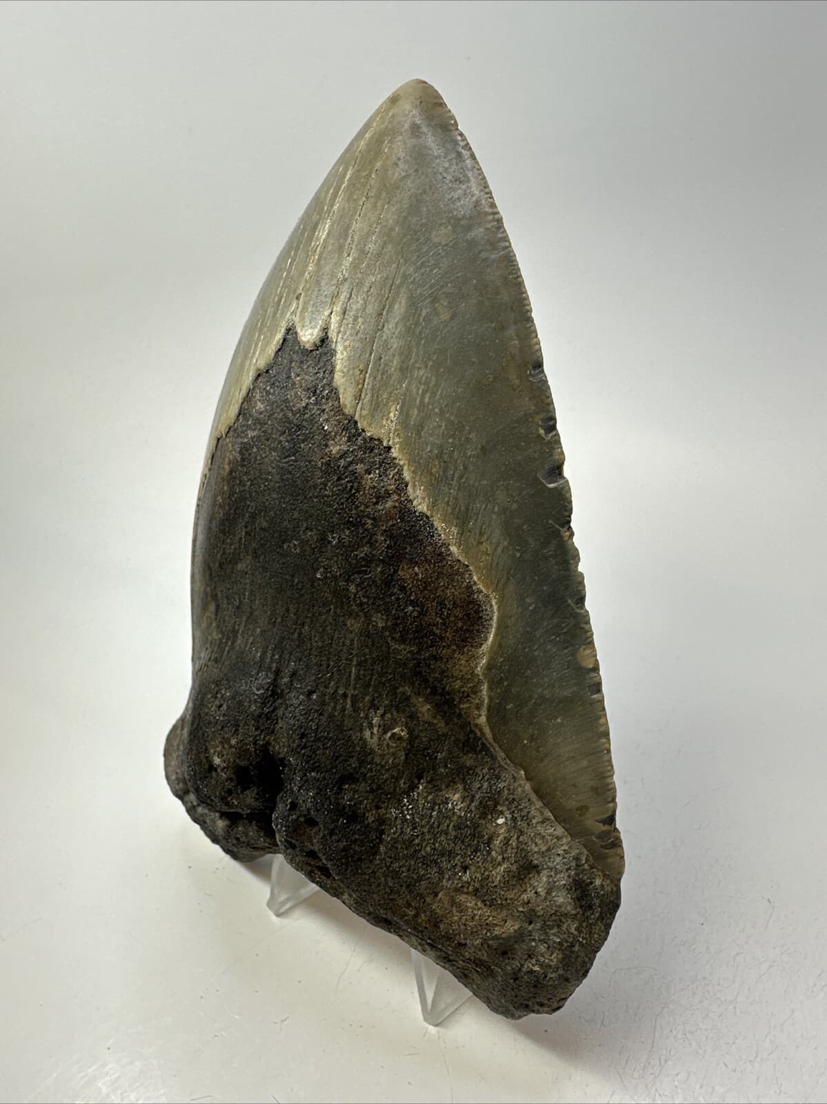 Megalodon Shark Tooth 5.62 inch - Unique Shape - Large Fossil - Authentic 18765 2