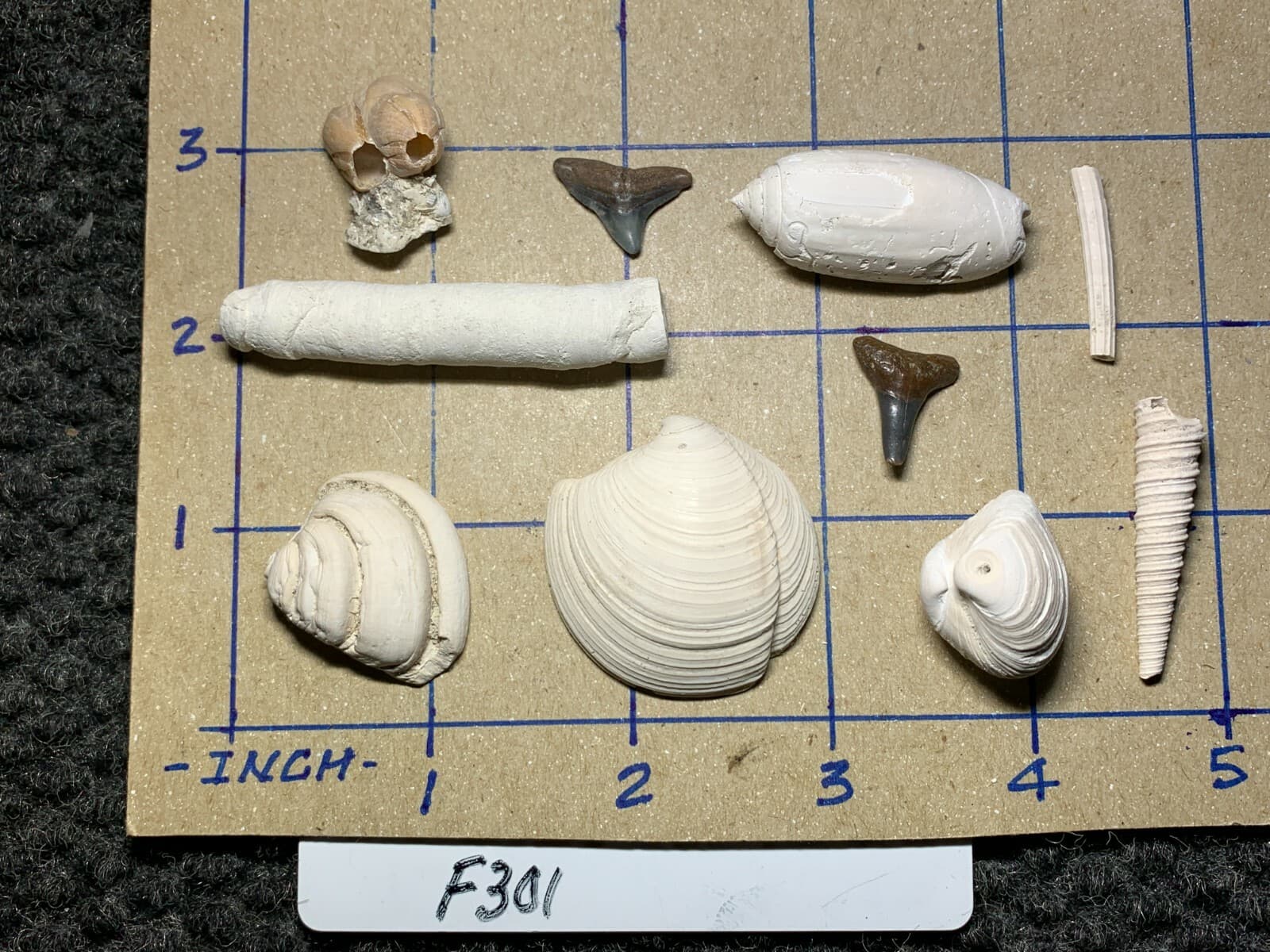 ☆Fossil Specimen 10 Pack - Berkeley Quarry S.C. - Barnacle-Dentalium-Teeth ☆301