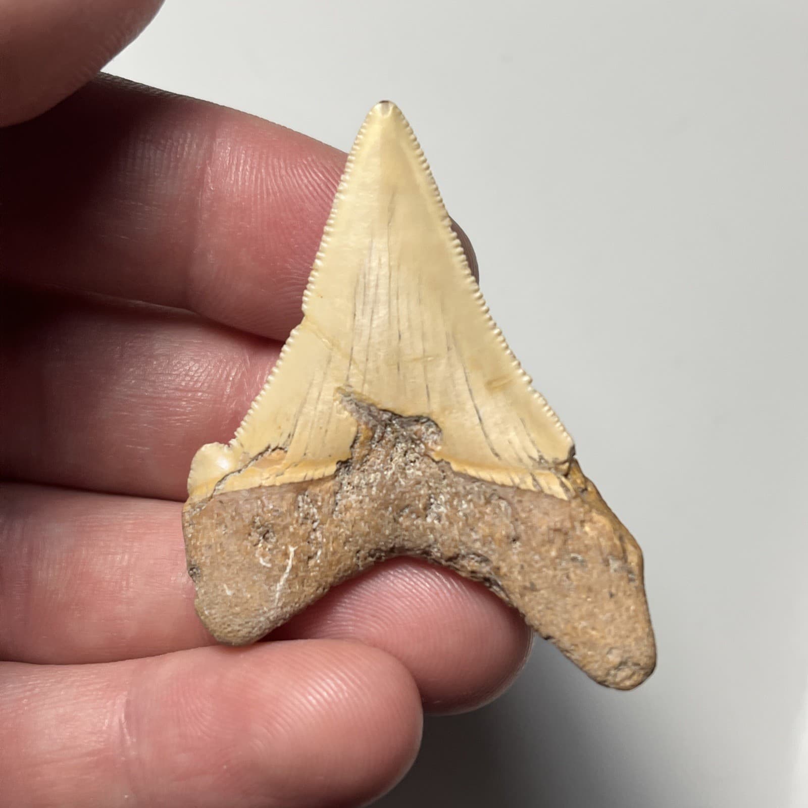 2.05” FEEDING DAMAGE ANGUSTIDENS SHARK TOOTH FOSSIL SUMMERVILLE, SC 5