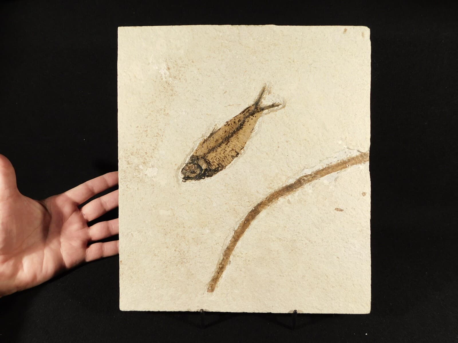 FISH Fossil With a TREE Branch Fossil in BIG Matrix From Wyoming 1641gr 5