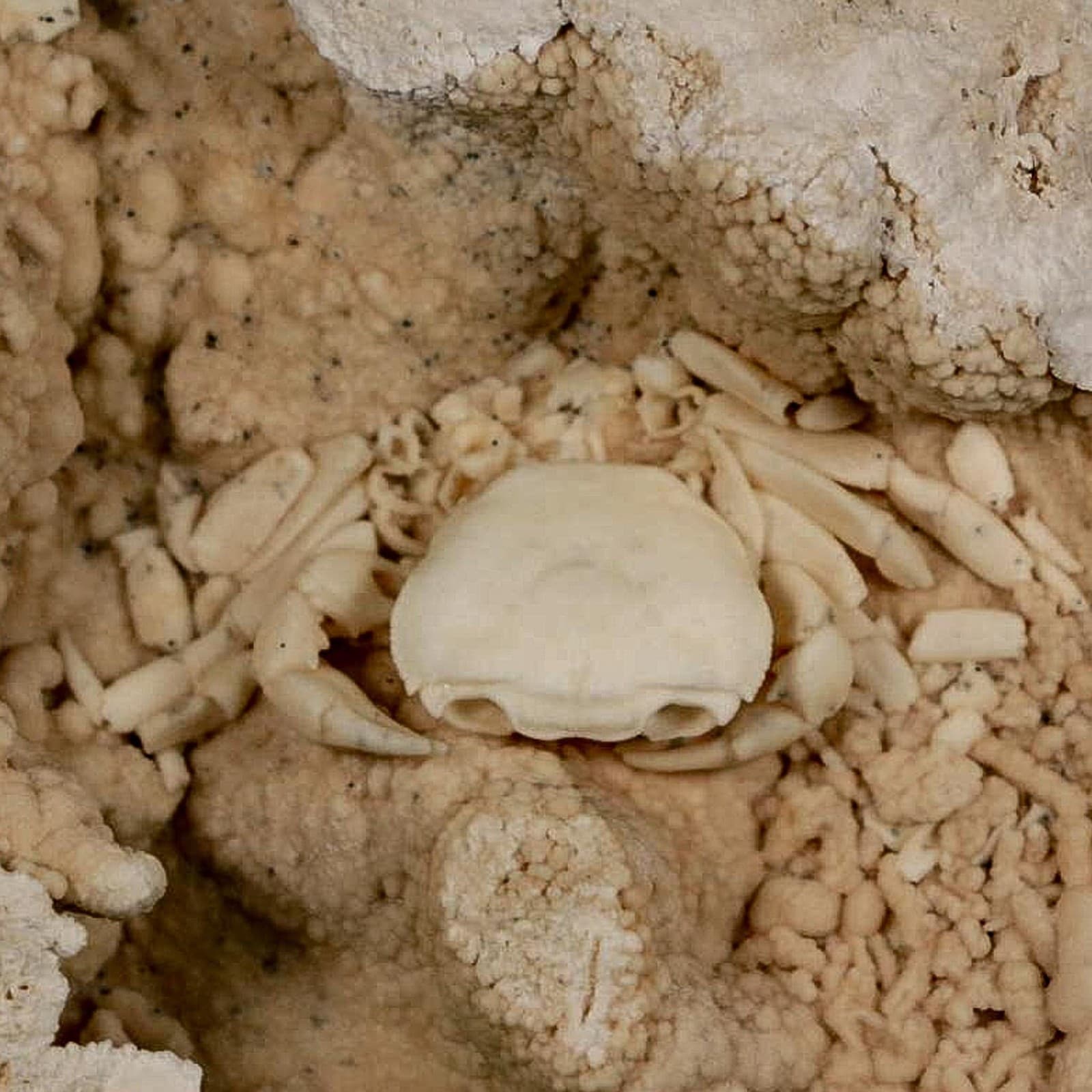 2.2" Potaman Sp Fossil Freshwater Crab In Travertine Denizli Basin Southwest 4