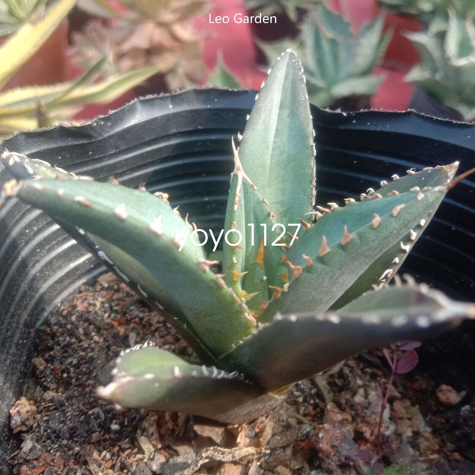 6-8cm Agave titanota Raresucculent plant Garden Décor Boutique 3