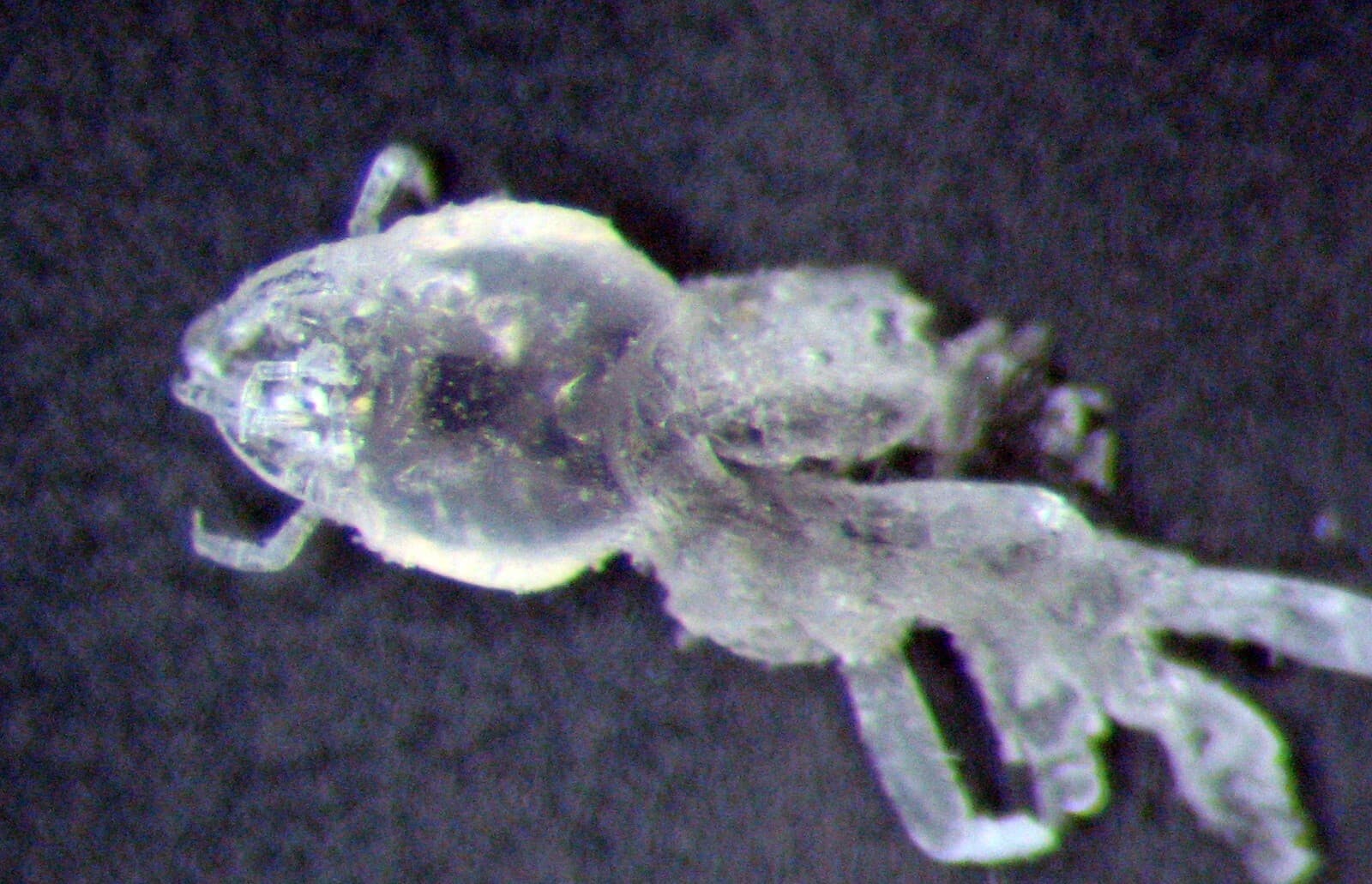 Miocene SILICIFIED DIVING BEETLE Schistomerus fossil slide Barstow California