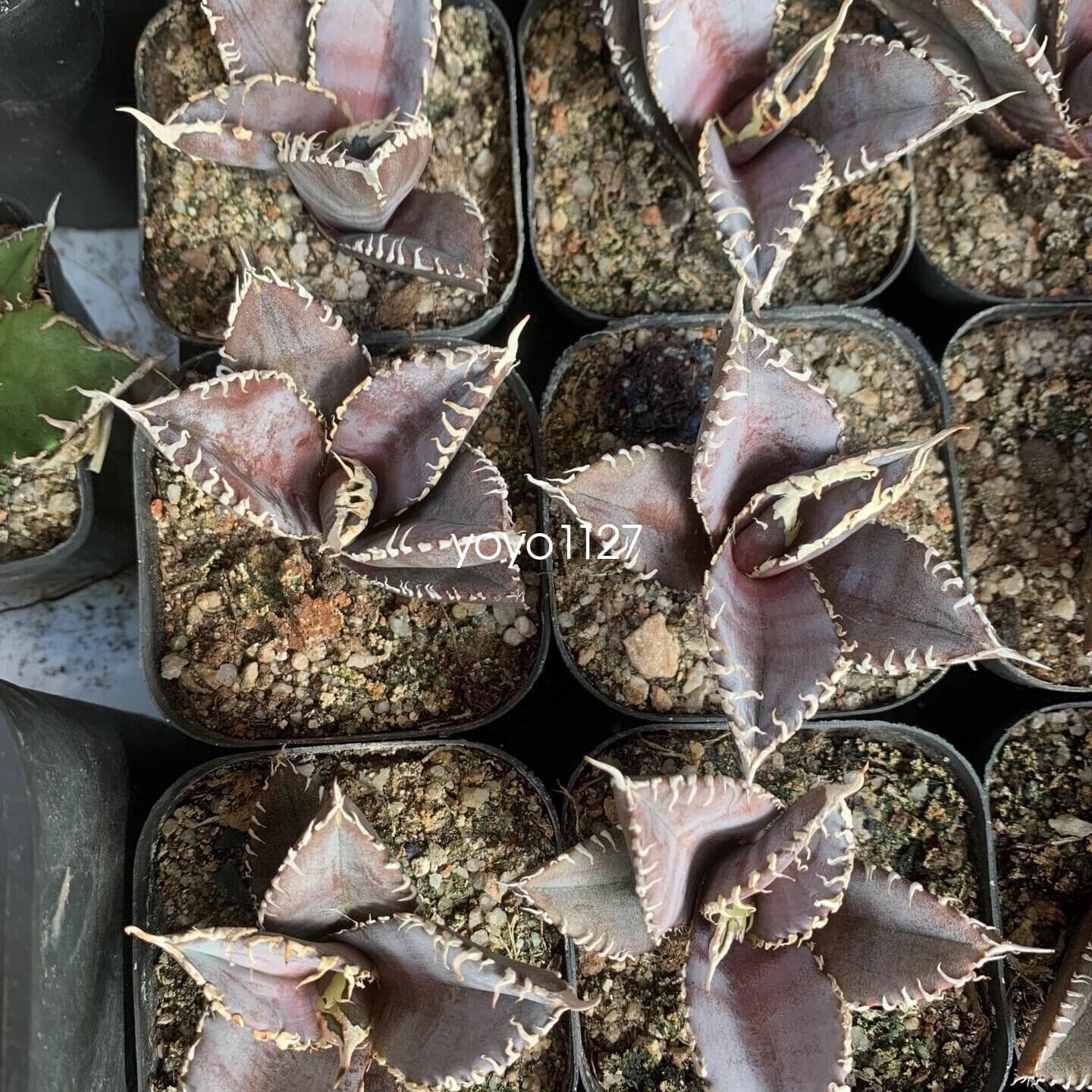 1PCS Agave Titanota ‘King Kong’ RareAgave Succulent Plant 6-8cm 3