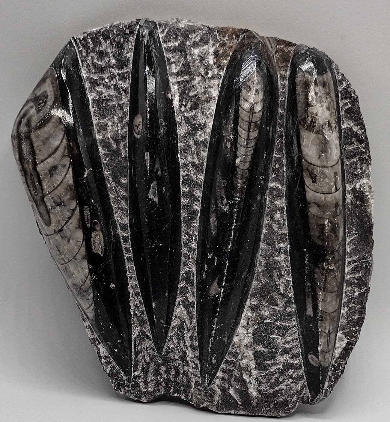 Polished Orthoceras Fossil Plate Black Marble 5.5" x 5" 718g Morocco Specimen (2