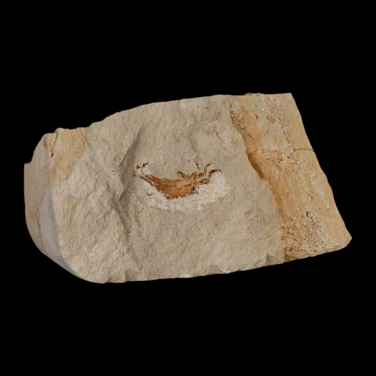 0.9" Fossil Crab Pinnixa Galliheri Pea Crab Monterey Cty San Luis Obispo Miocene 4