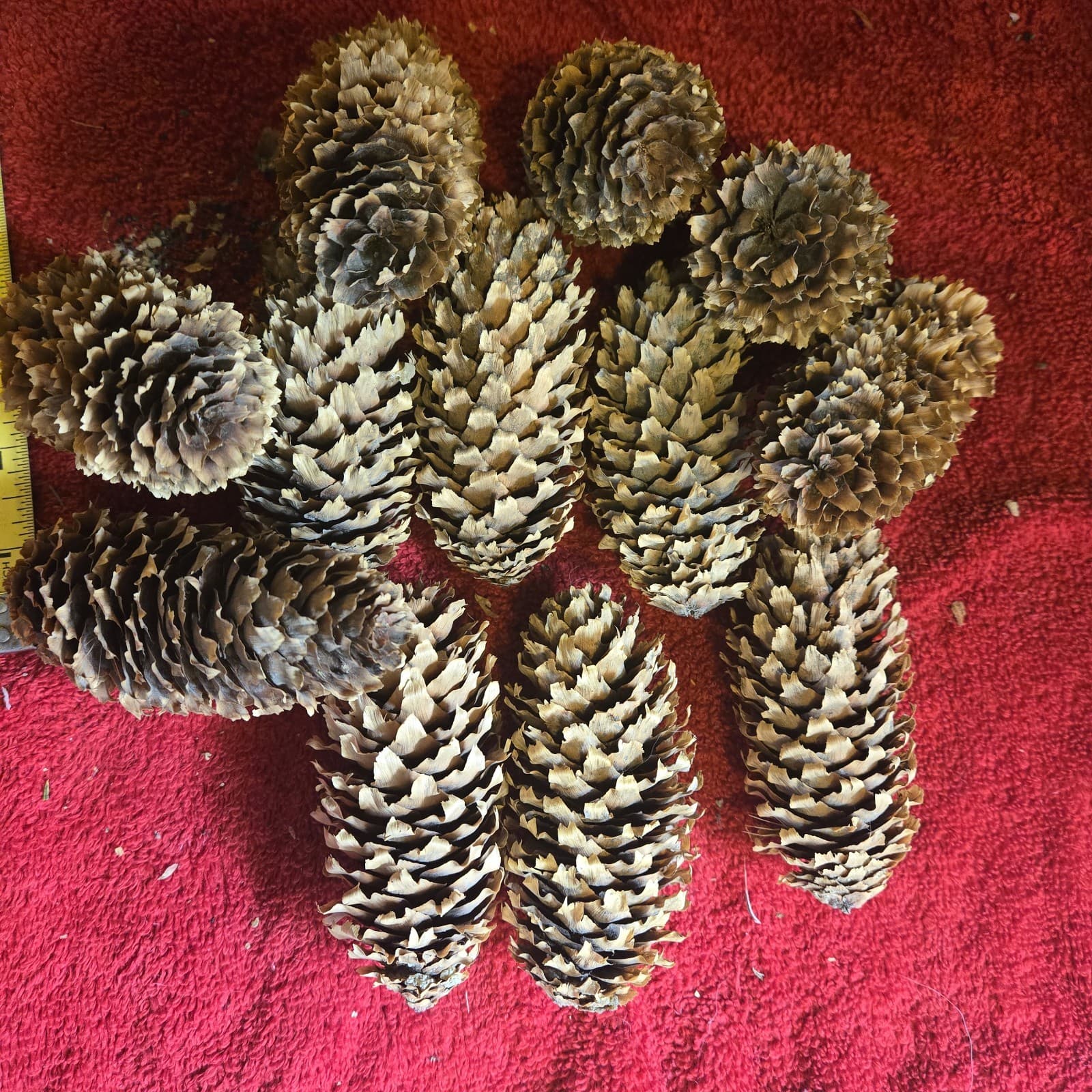 12 Larger Blue Spruce Cones  4-5 Inches 6 Ounces Clean For Crafting Idaho. 4